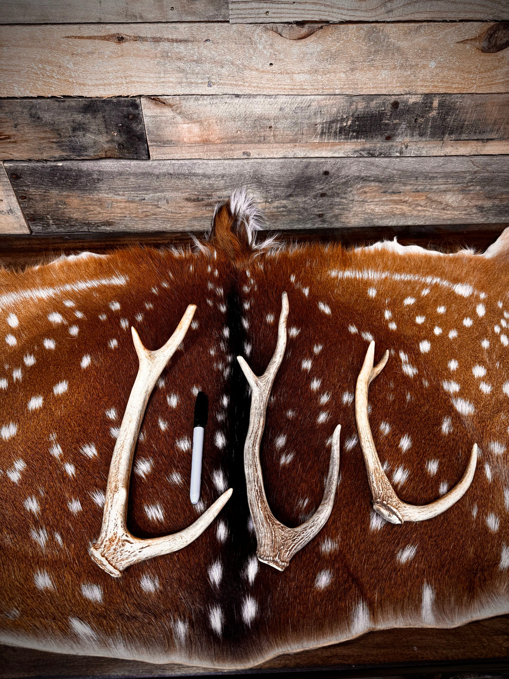 Extra Small Axis Deer Antler Sheds - Under 12" Long - Choose Quantity