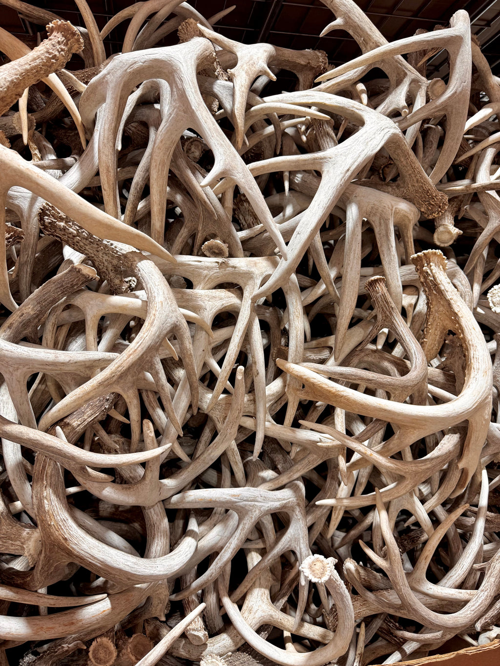B Grade WHITETAIL Deer Antler Sheds - Light Brown/White Color - 5 or 10 Pounds