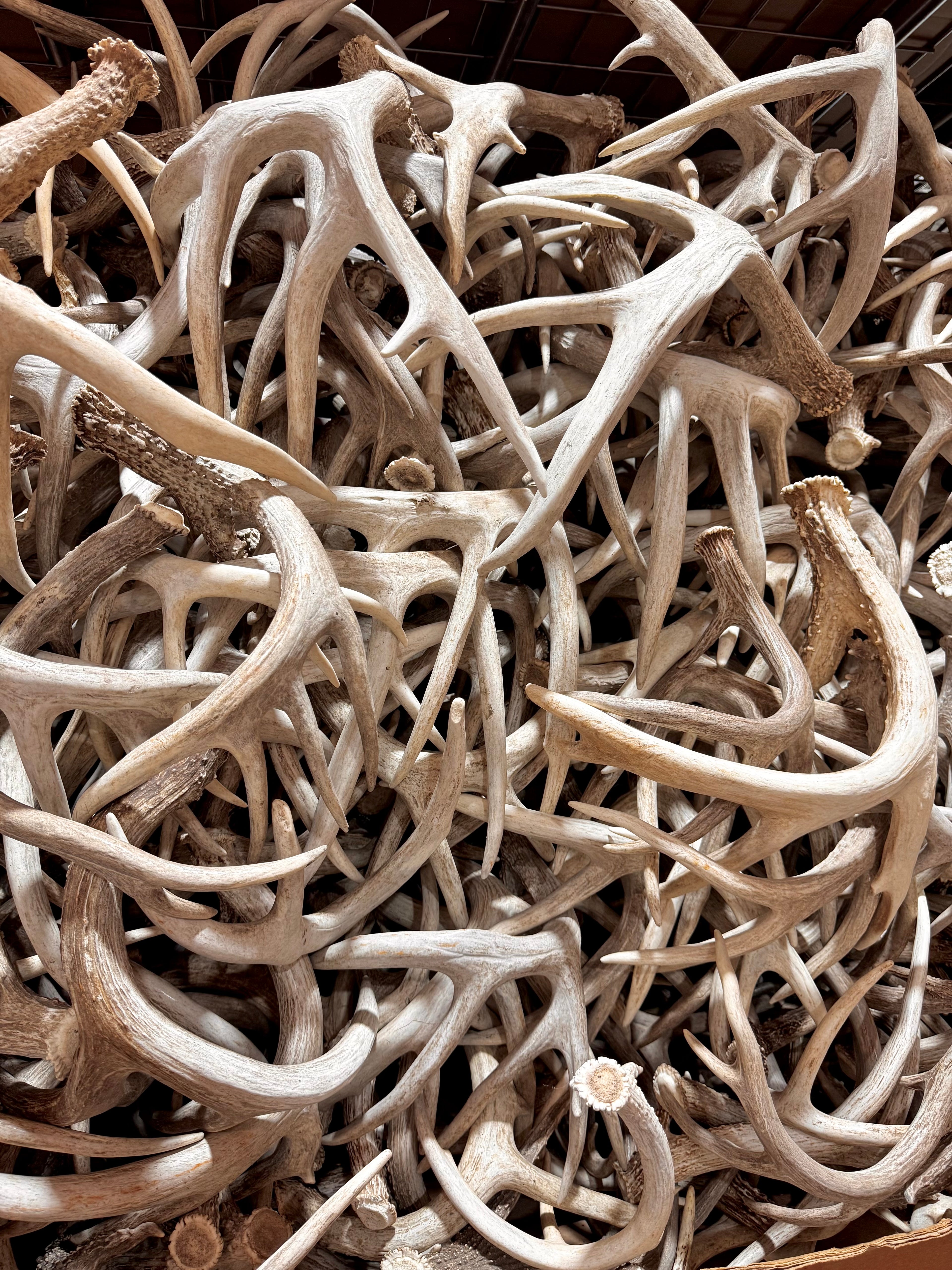 B Grade WHITETAIL Deer Antler Sheds - Light Brown/White Color - 5 or 10 Pounds