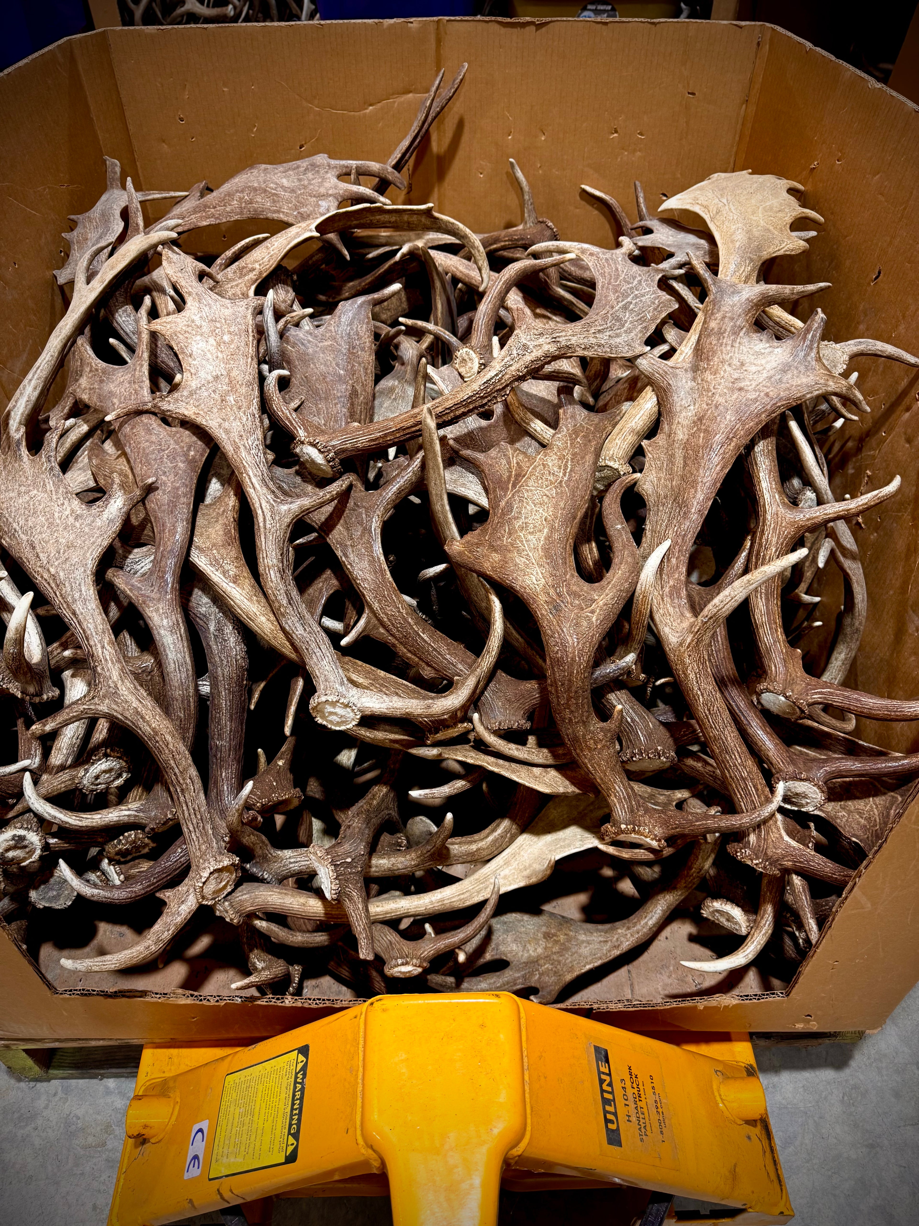 A-Grade, FALLOW Deer Antler Sheds, Brown Color - 5 or 10 Pounds