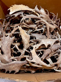 A-Grade, FALLOW Deer Antler Sheds, Brown Color - 5 or 10 Pounds
