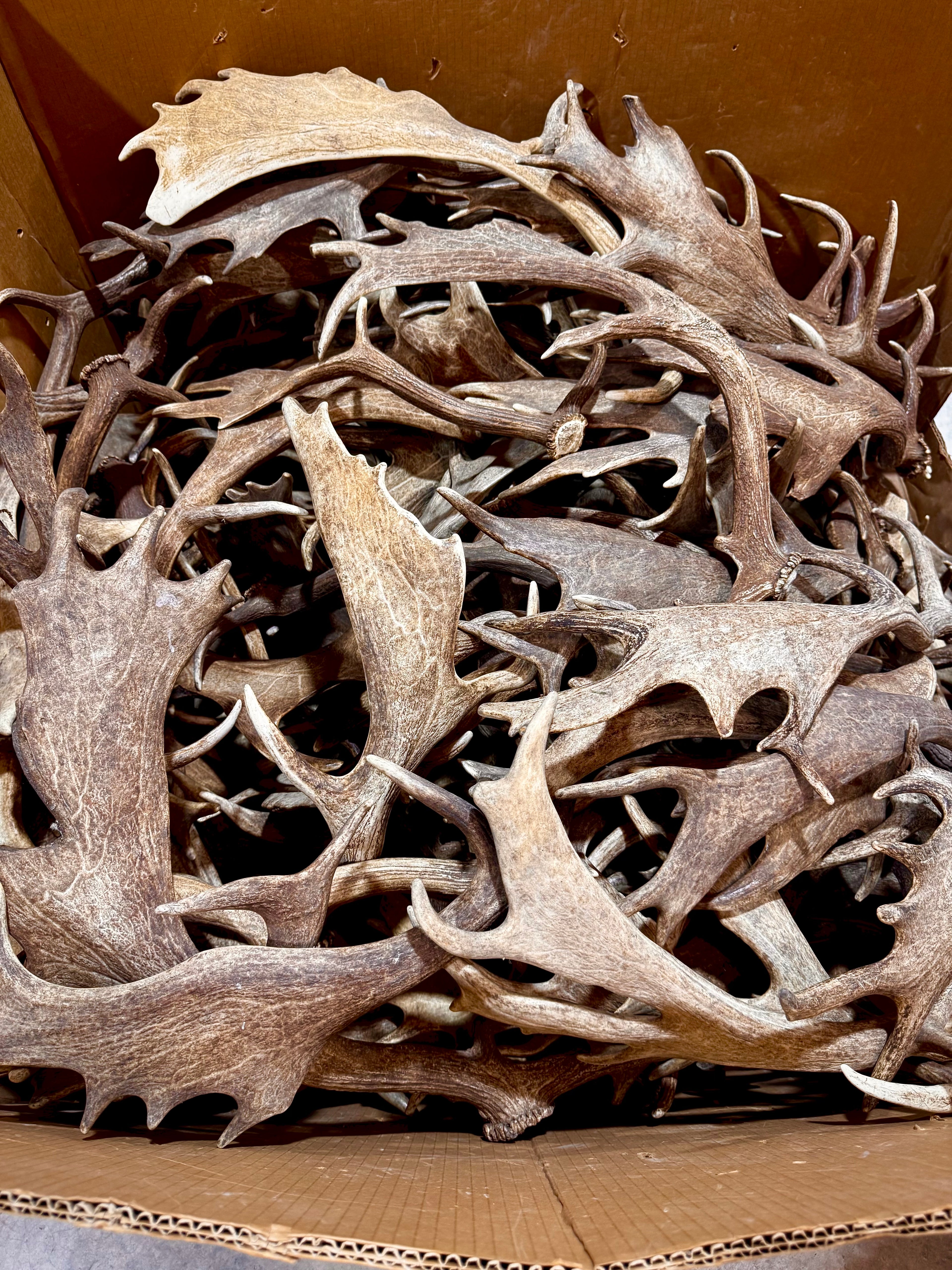 A-Grade, FALLOW Deer Antler Sheds, Brown Color - 5 or 10 Pounds
