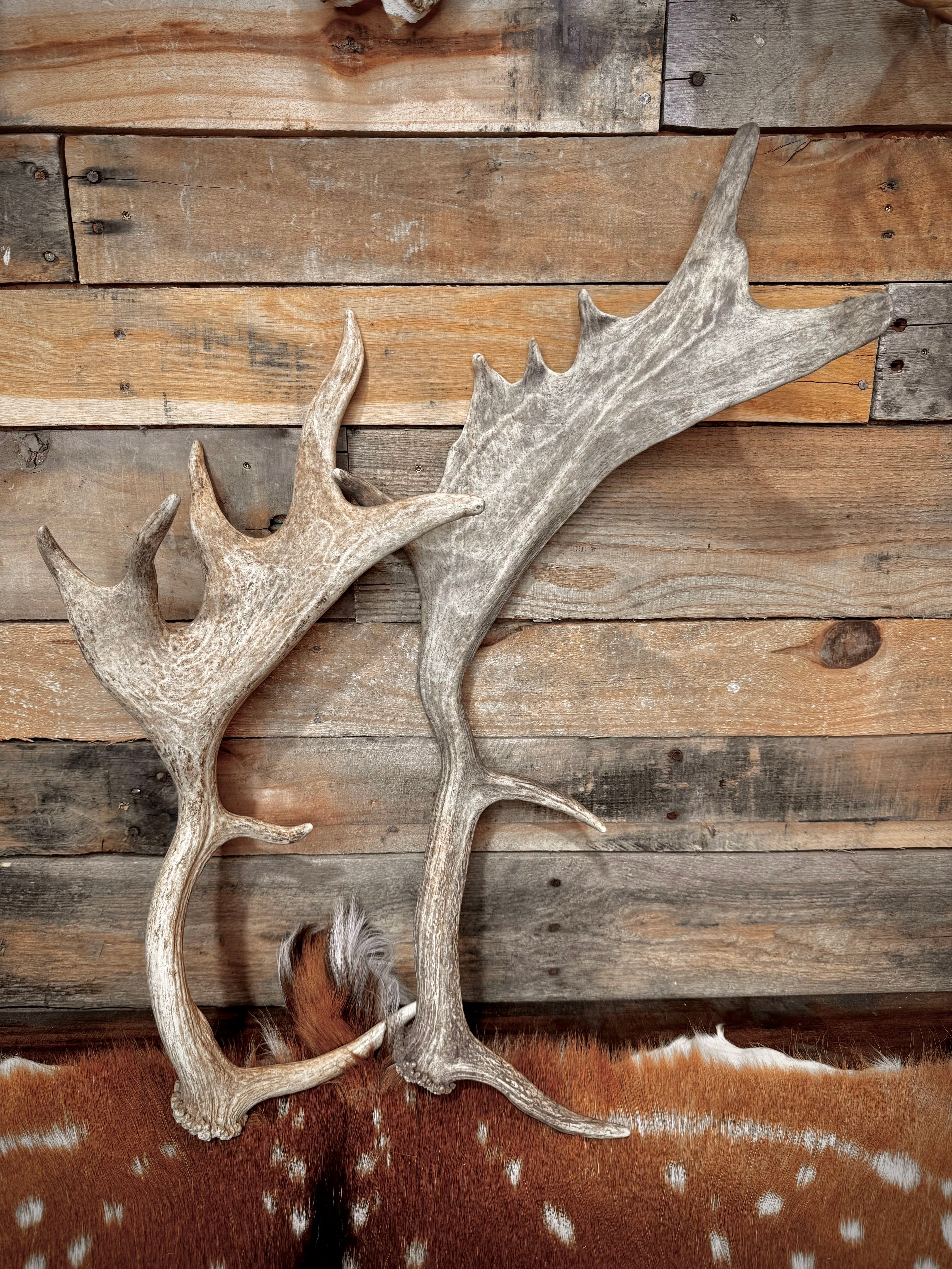 B-Grade FALLOW Deer Antler Sheds - Light Brown/White Color Mix - 5 or 10 Pounds