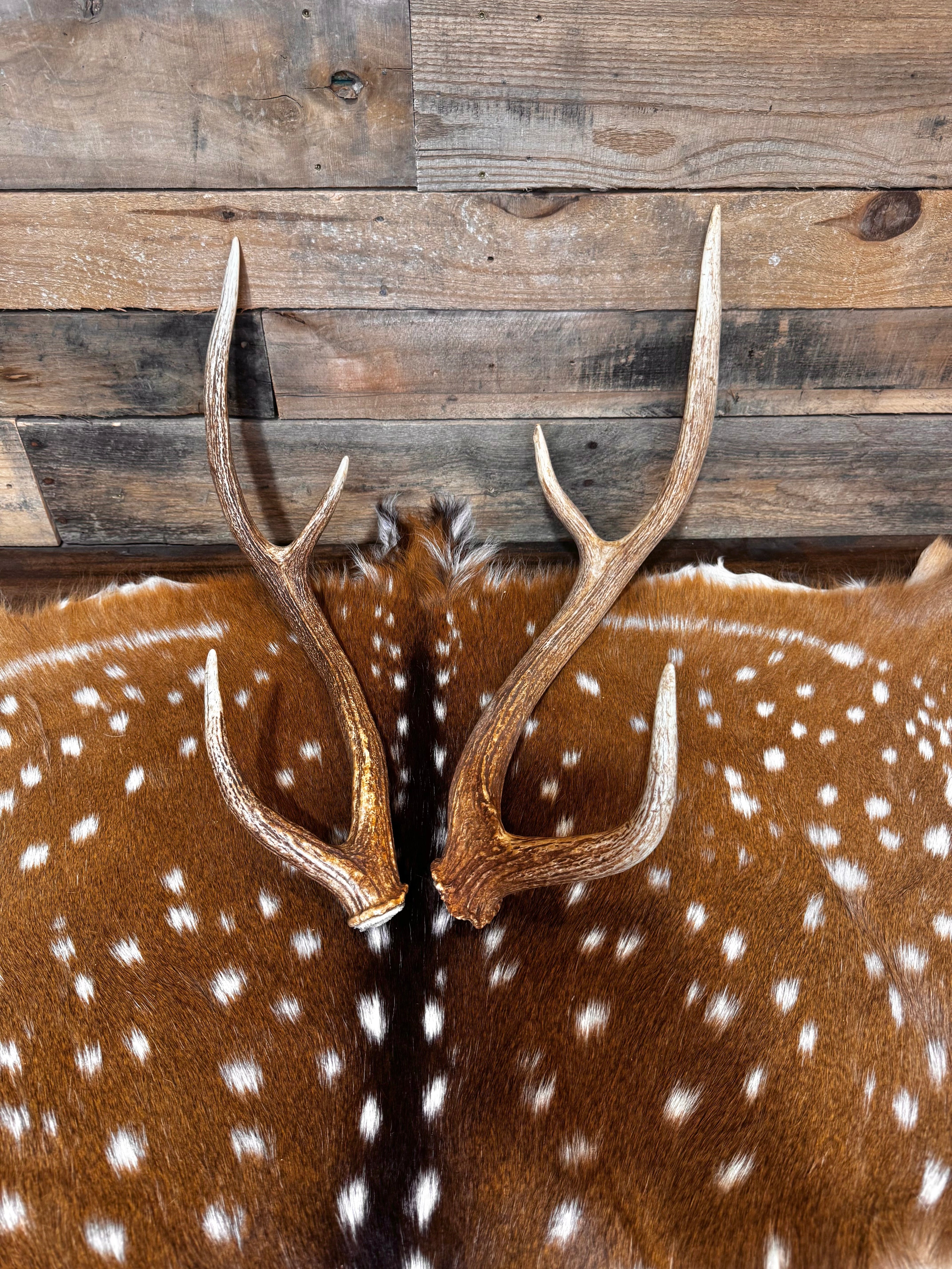 Pair of Non-Matching Axis Deer Antler Sheds - A Grade - Choose Size