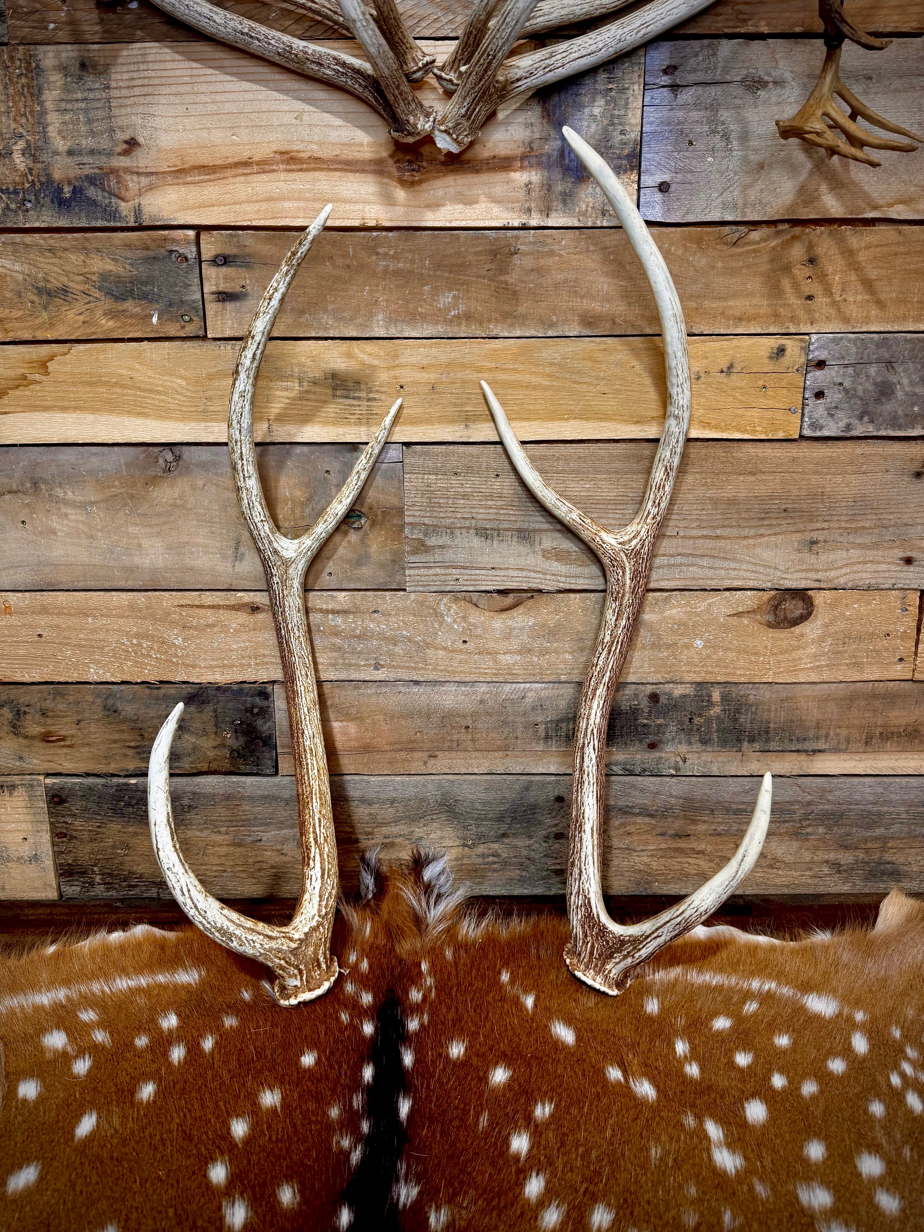 Pair of Non-Matching Axis Deer Antler Sheds - A Grade - Choose Size