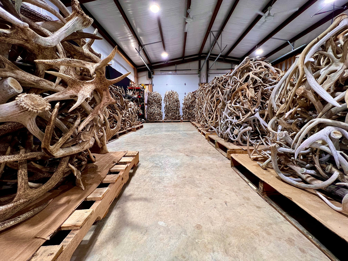 Custom antler orders at The Antler Store