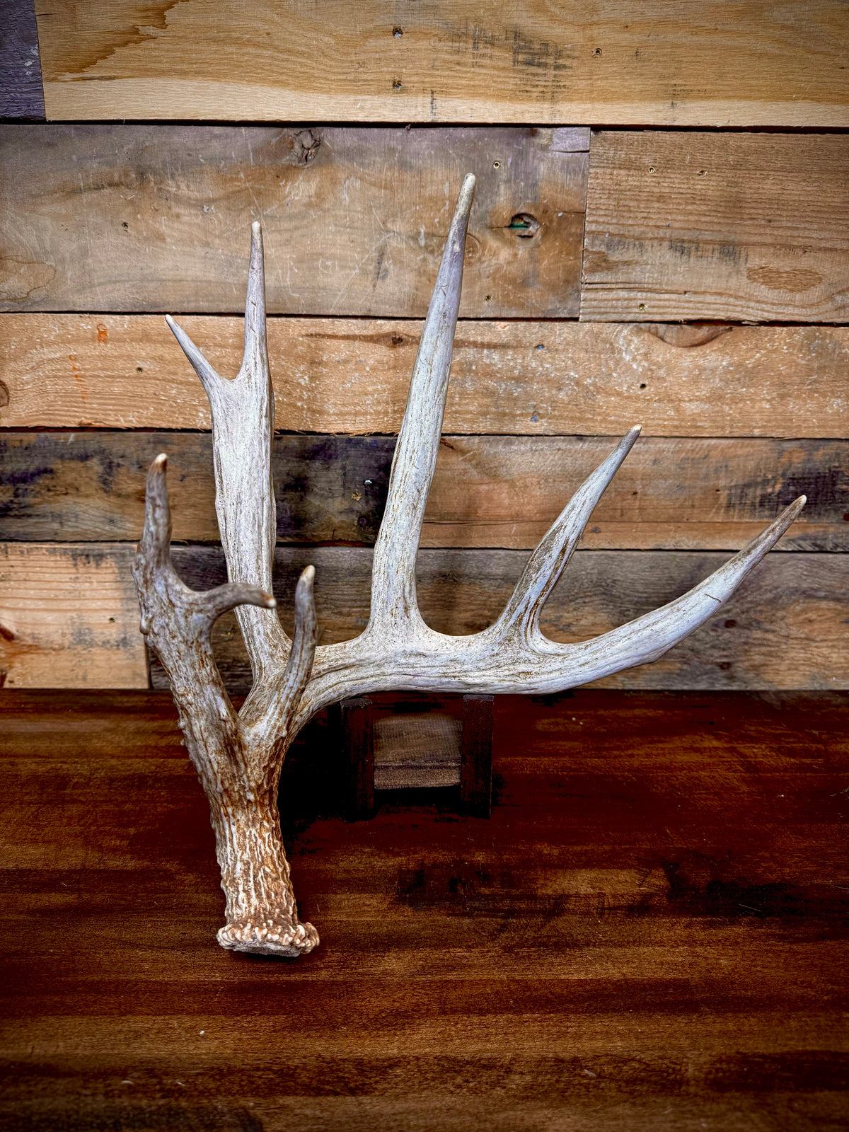Big 80" Trophy Whitetail Shed -Triple Browtine