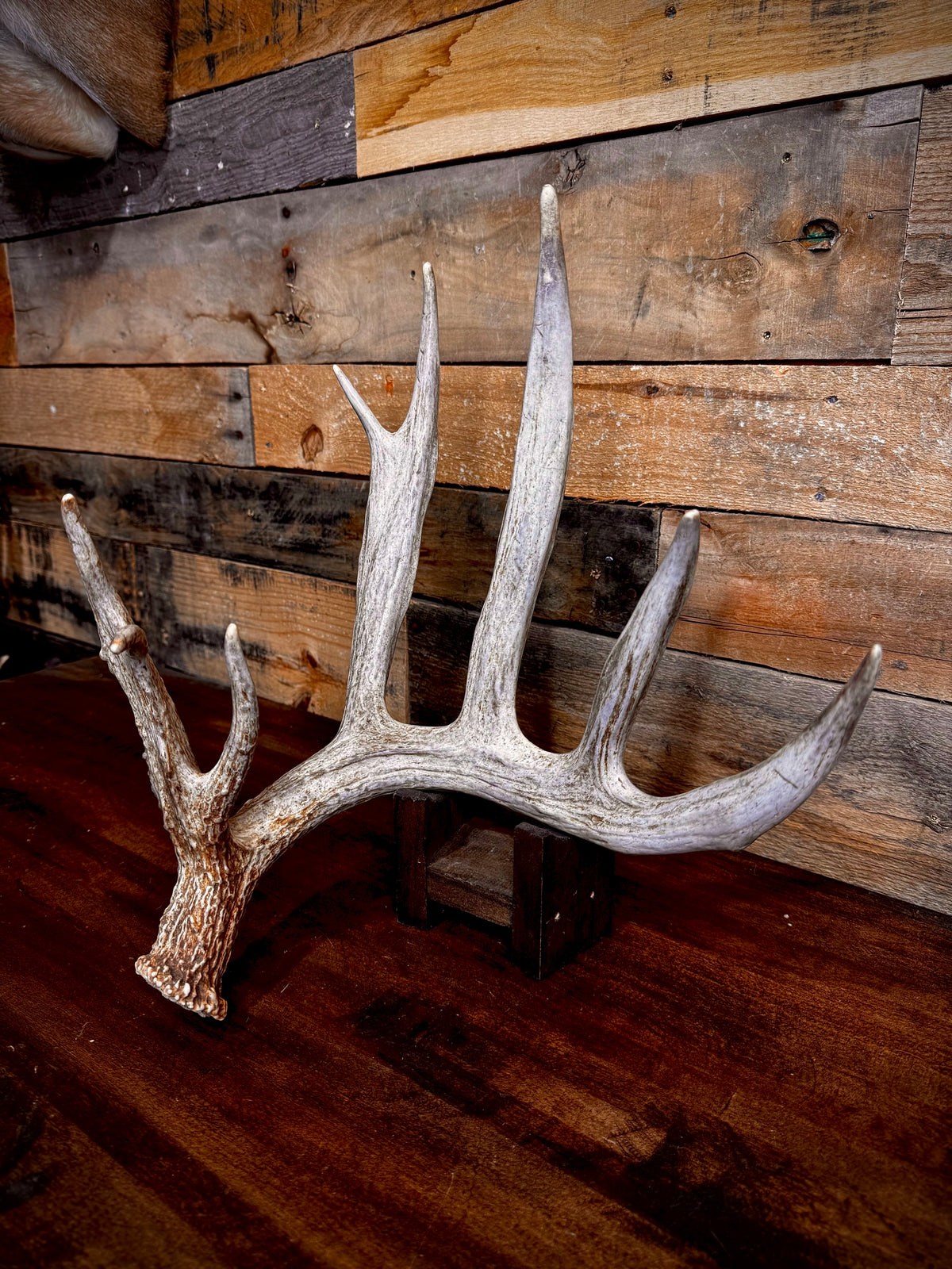 Big 80" Trophy Whitetail Shed -Triple Browtine