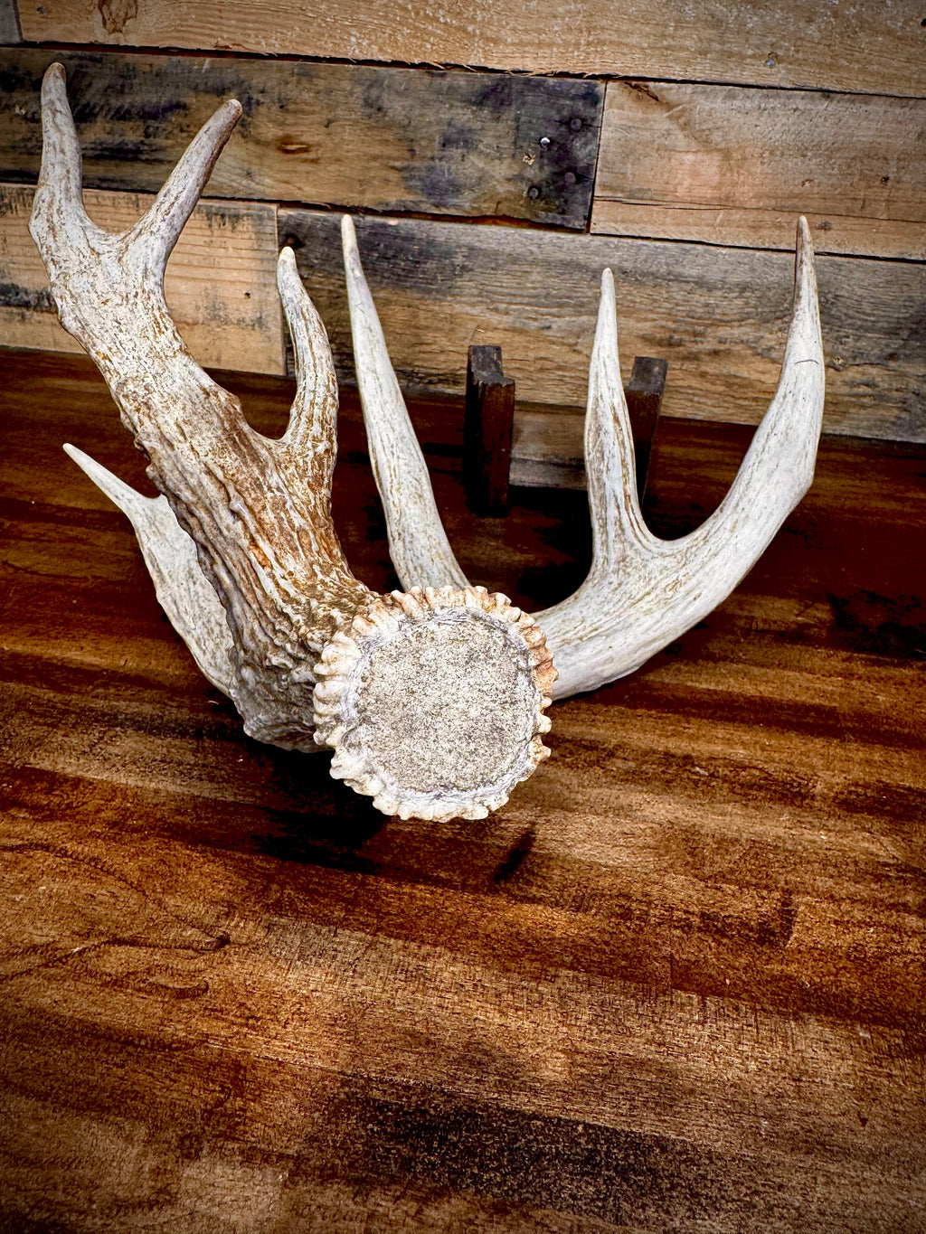 Big 80" Trophy Whitetail Shed -Triple Browtine