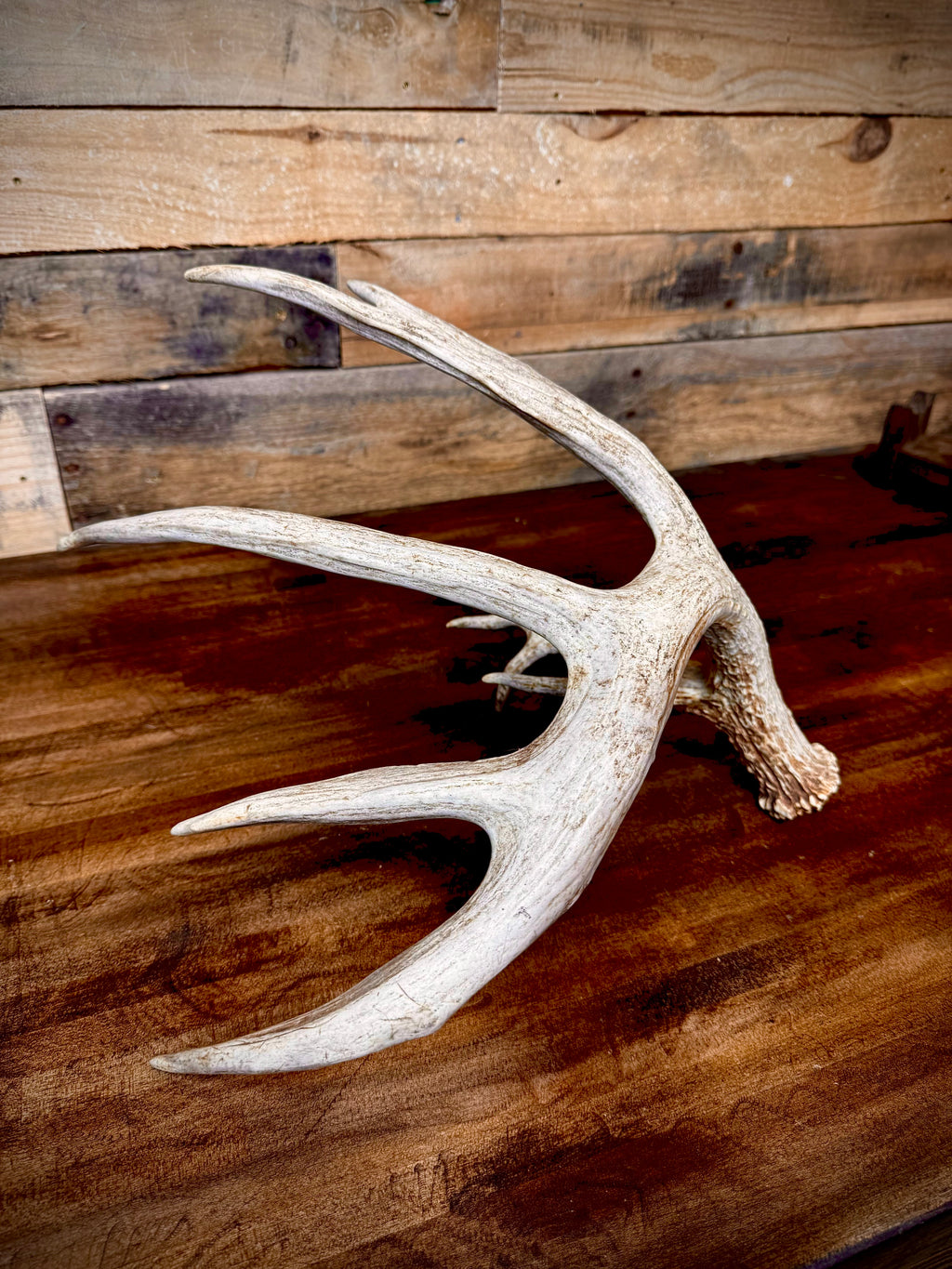 Big 80" Trophy Whitetail Shed -Triple Browtine