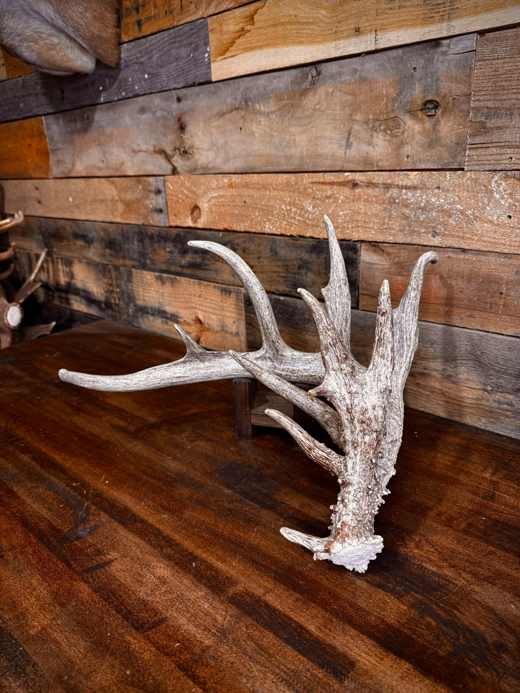 GNARLY 84" Eleven Point Whitetail Antler Shed
