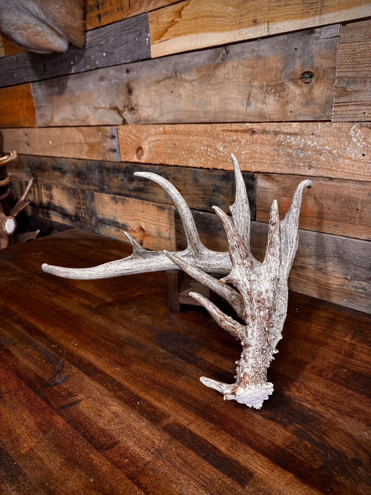 GNARLY 84" Eleven Point Whitetail Antler Shed