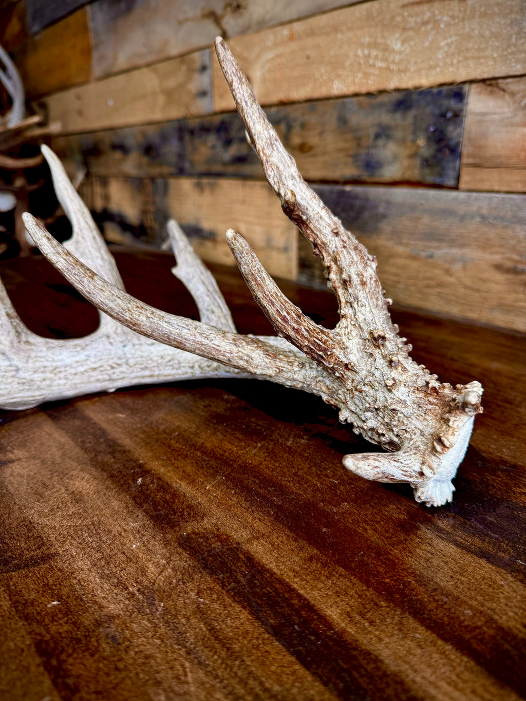 GNARLY 84" Eleven Point Whitetail Antler Shed