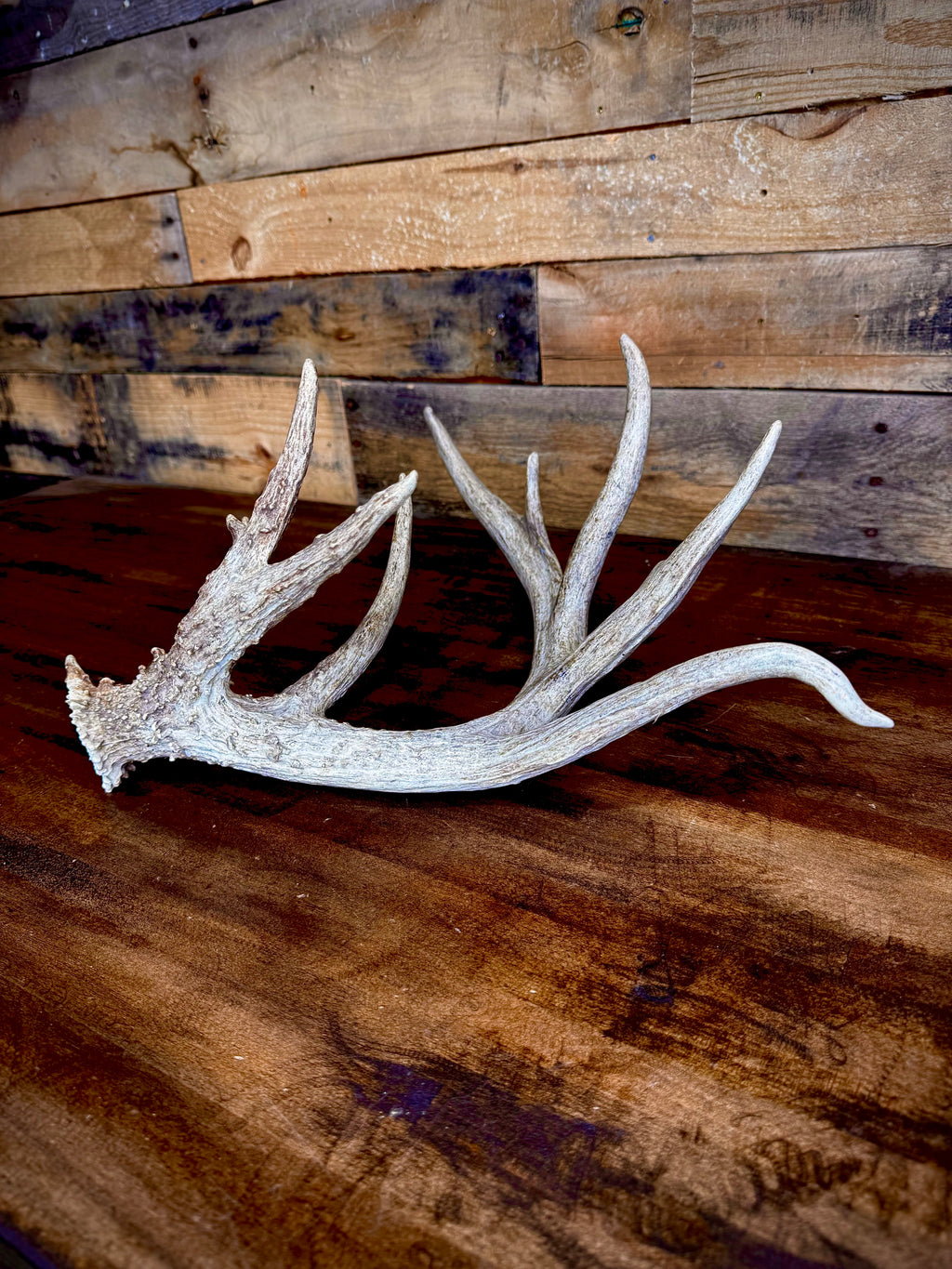 GNARLY 84" Eleven Point Whitetail Antler Shed