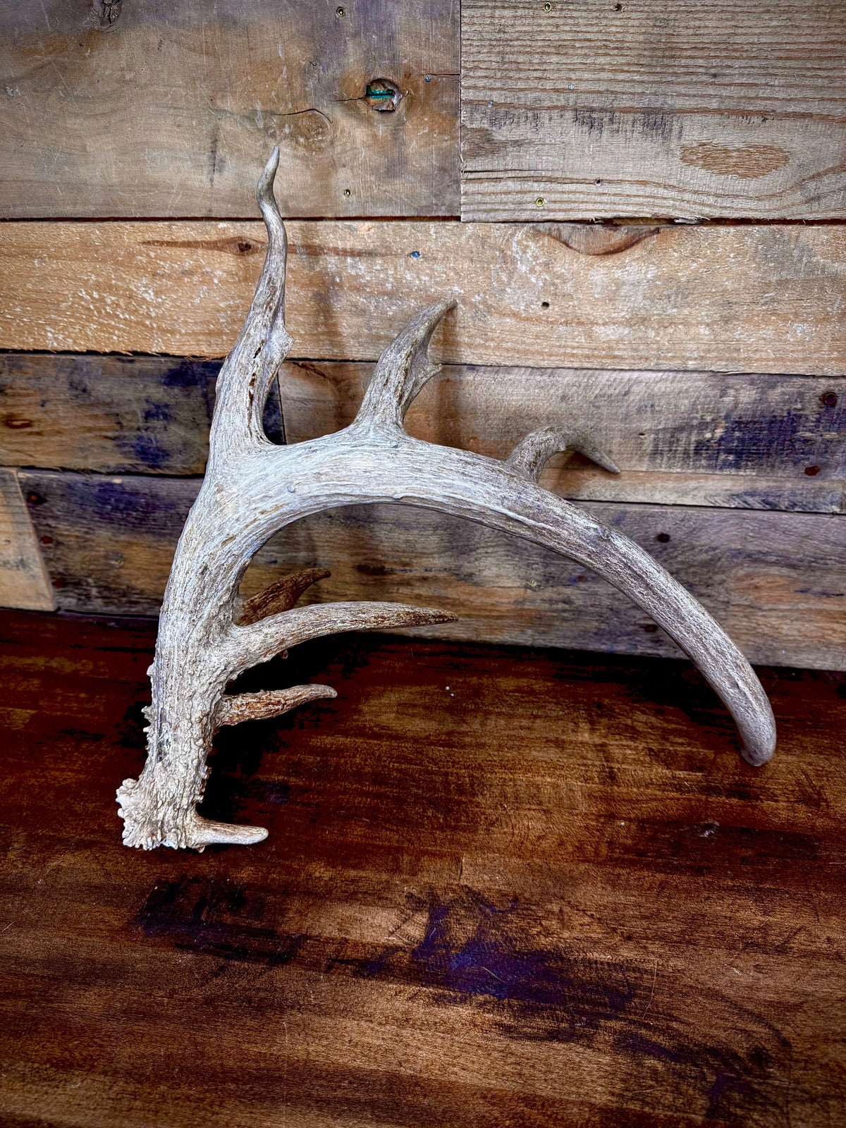 GNARLY 84" Eleven Point Whitetail Antler Shed