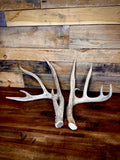 Hot Sale! ONE 60-70" (Extra Large Size) Whitetail Shed