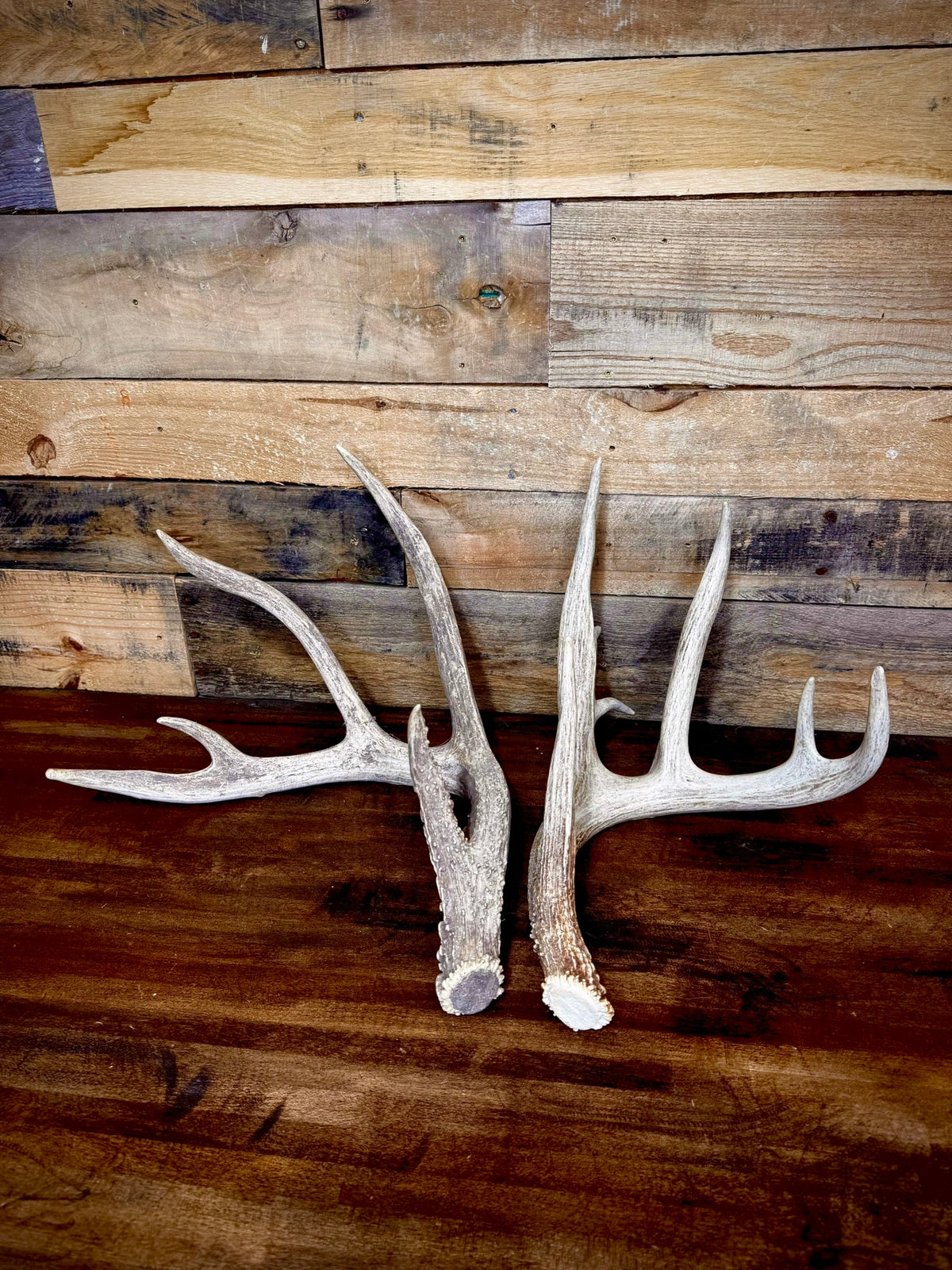 Hot Sale! ONE 60-70" (Extra Large Size) Whitetail Shed