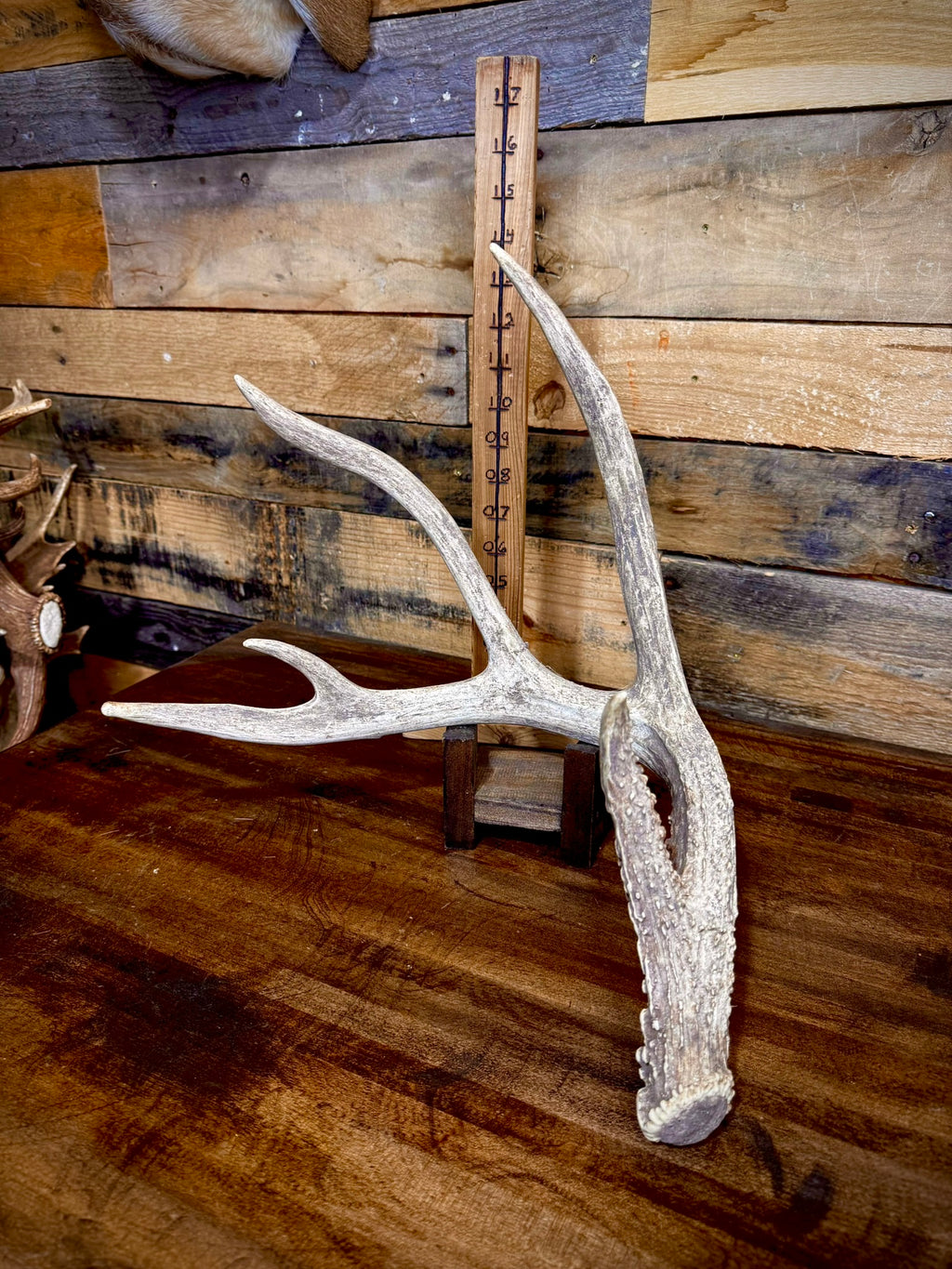 Hot Sale! ONE 60-70" (Extra Large Size) Whitetail Shed