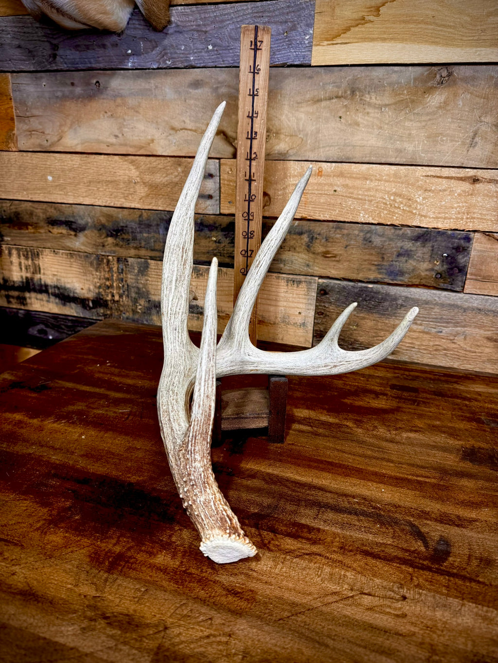 Hot Sale! ONE 60-70" (Extra Large Size) Whitetail Shed