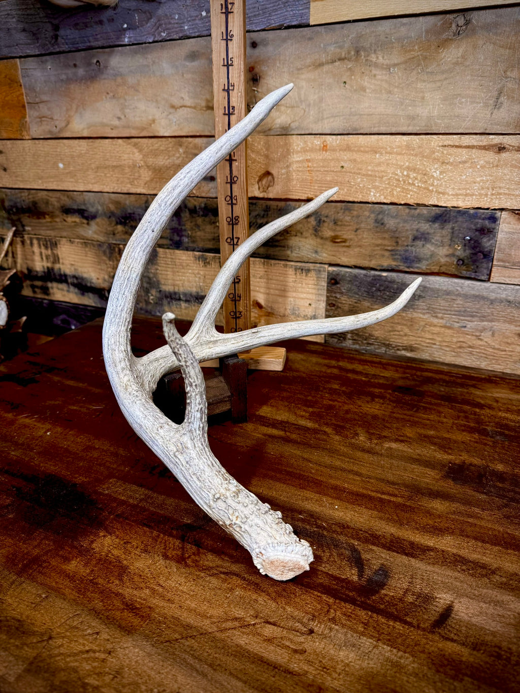 Hot Sale! ONE 60-70" (Extra Large Size) Whitetail Shed