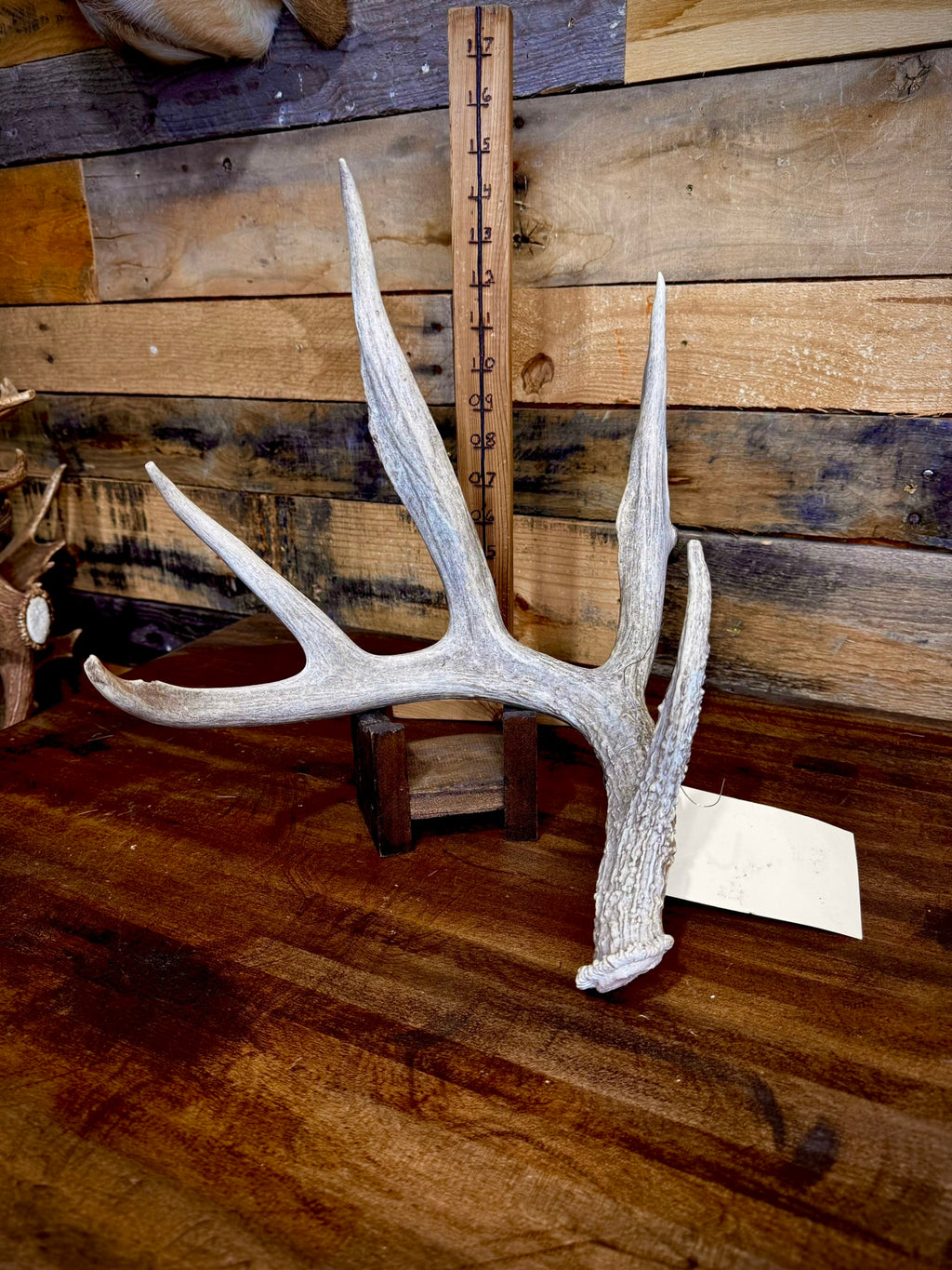 Hot Sale! ONE 60-70" (Extra Large Size) Whitetail Shed