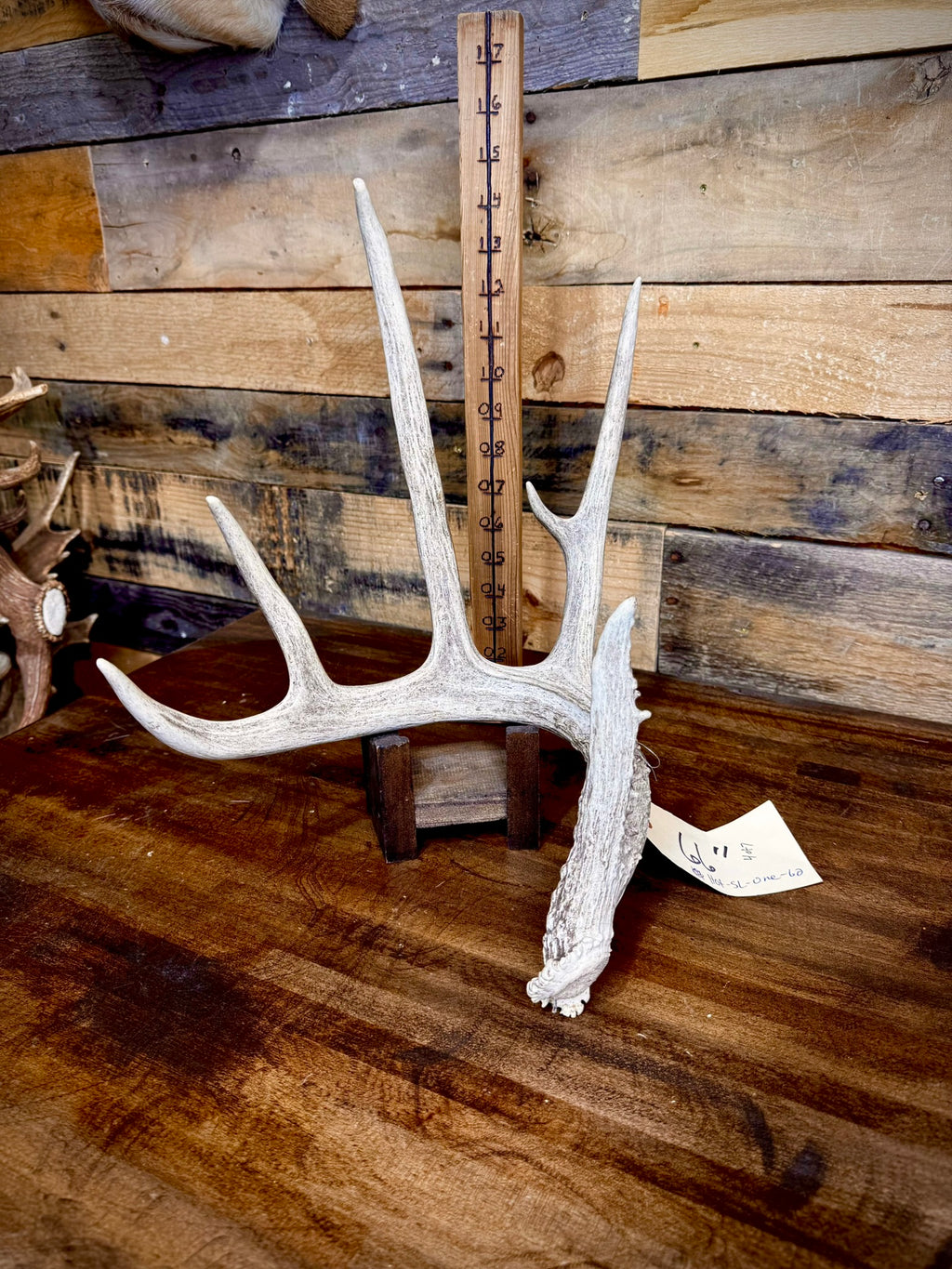 Hot Sale! ONE 60-70" (Extra Large Size) Whitetail Shed
