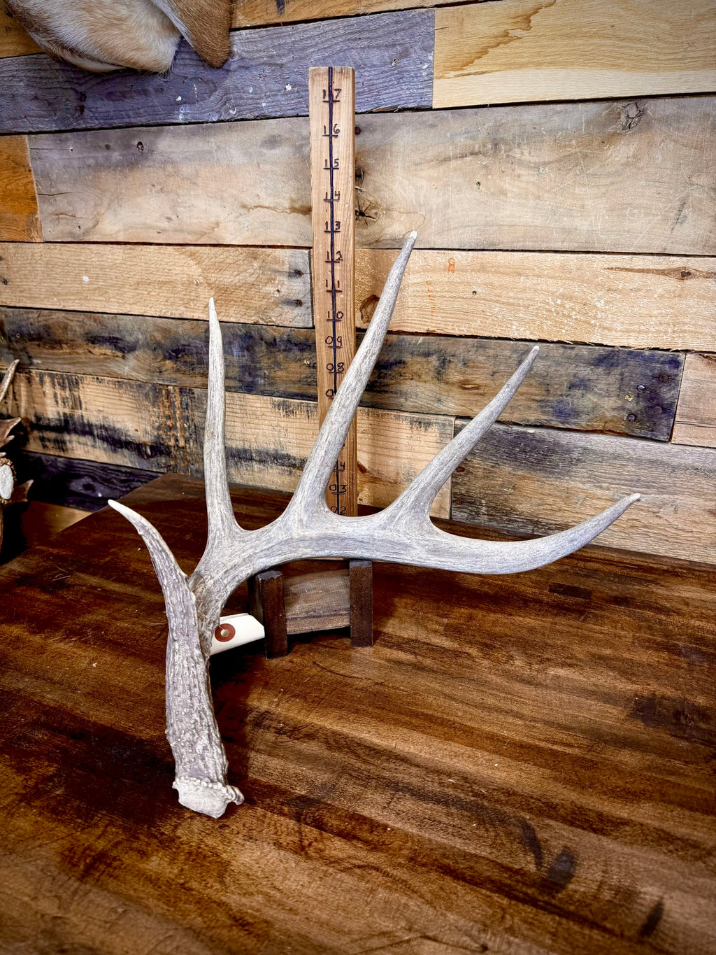 Hot Sale! ONE 60-70" (Extra Large Size) Whitetail Shed