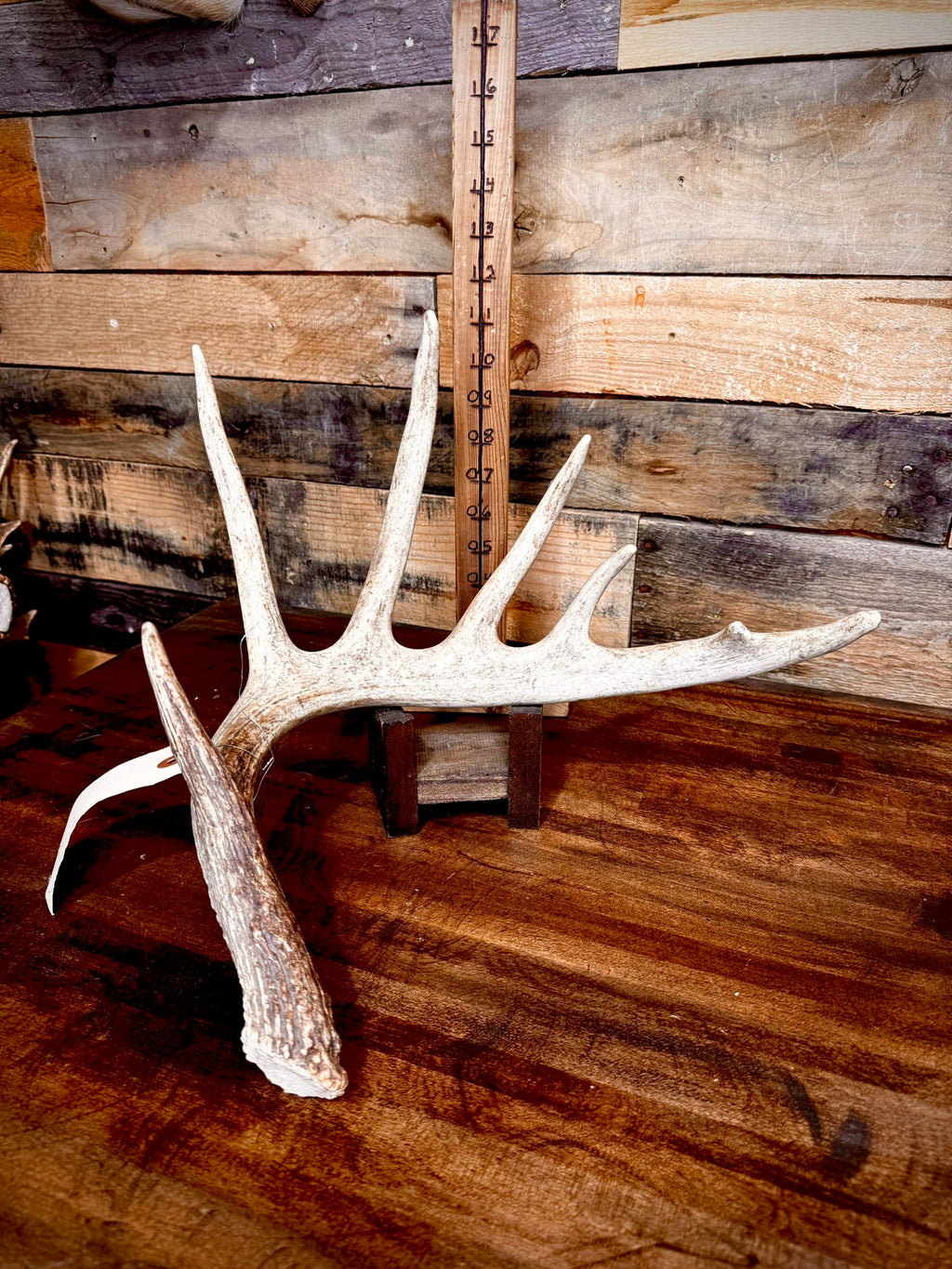 Hot Sale! ONE 60-70" (Extra Large Size) Whitetail Shed