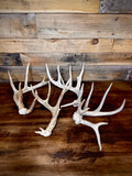 4 Super Unique, Medium-Size Whitetail Sheds With Rare Kickers at the Burr