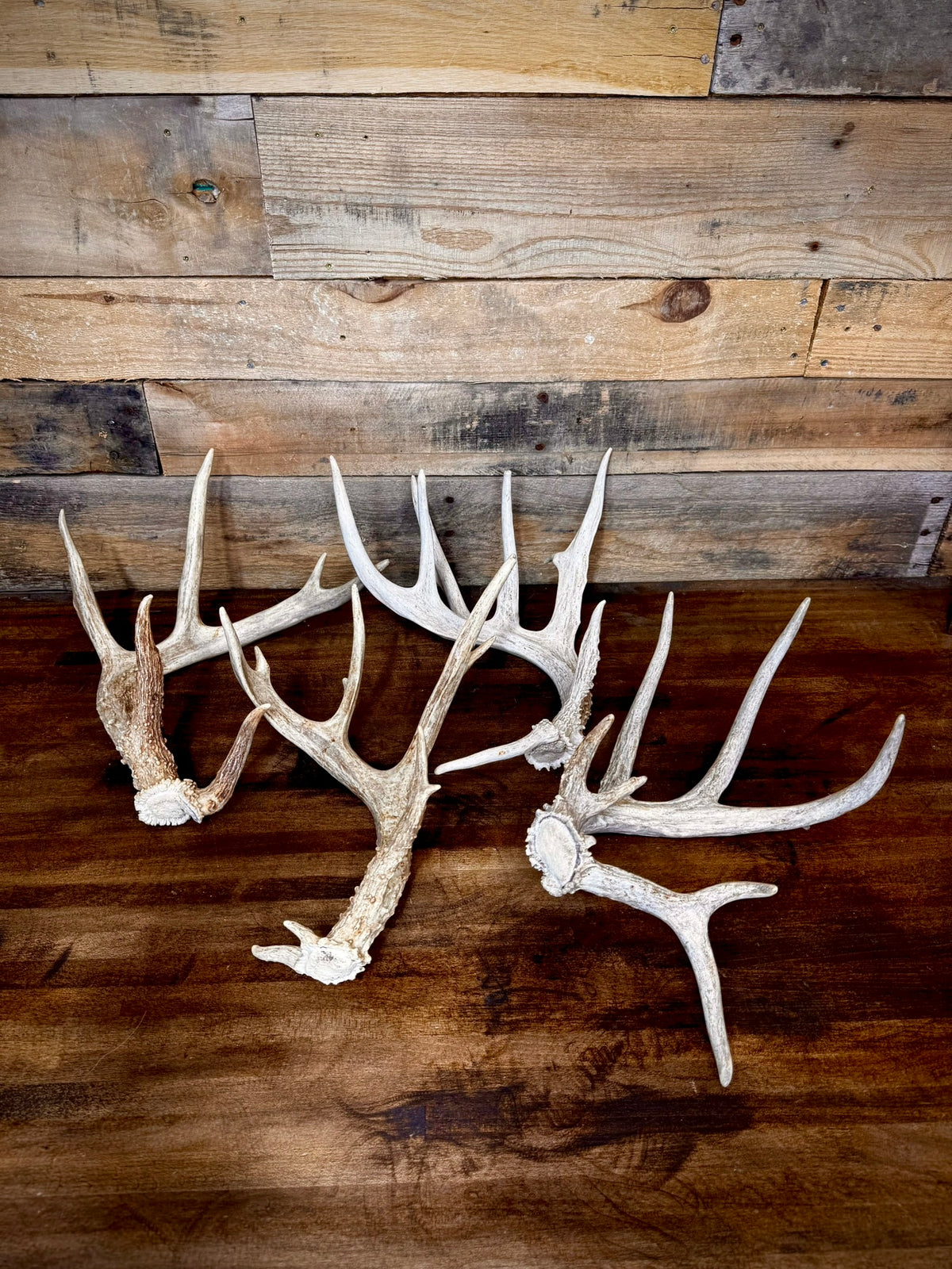 4 Super Unique, Medium-Size Whitetail Sheds With Rare Kickers at the Burr