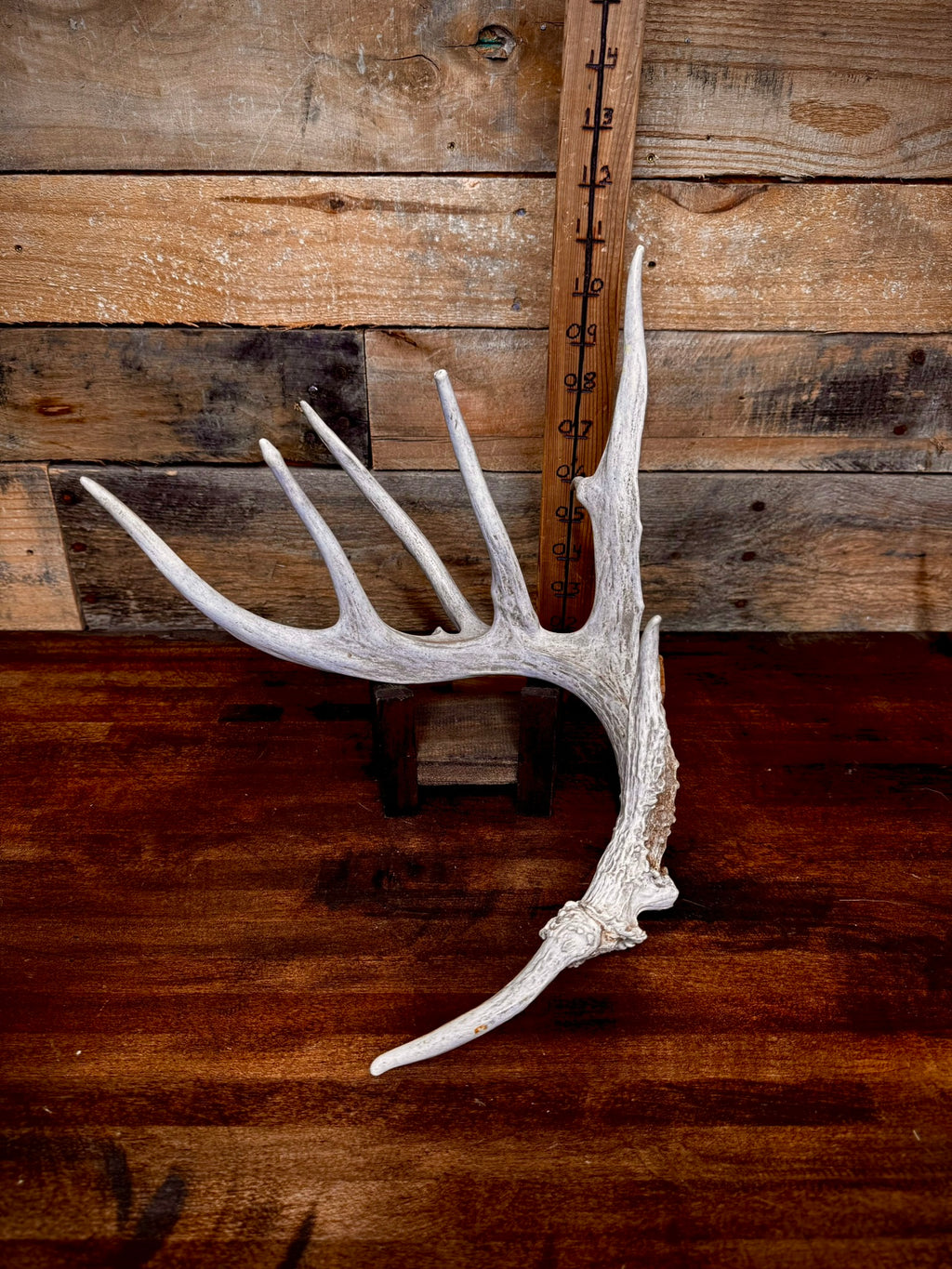 4 Super Unique, Medium-Size Whitetail Sheds With Rare Kickers at the Burr