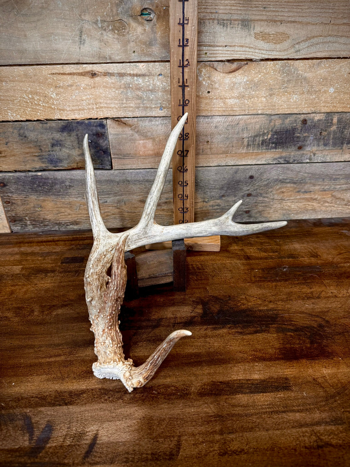4 Super Unique, Medium-Size Whitetail Sheds With Rare Kickers at the Burr