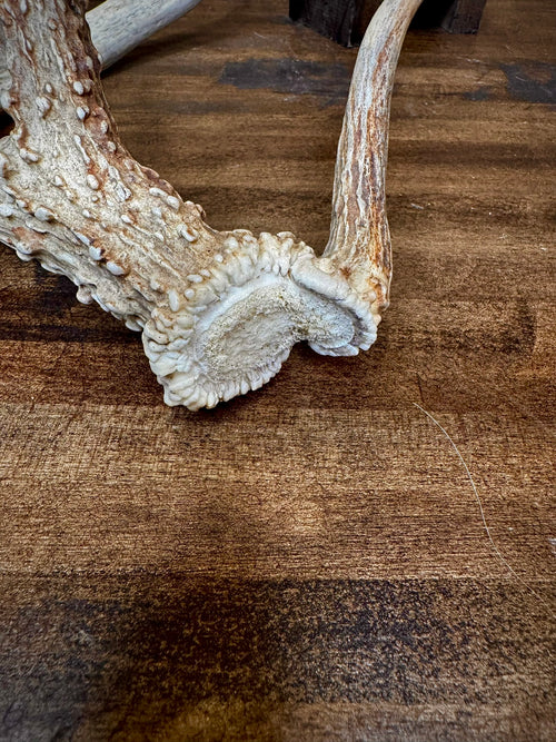 4 Super Unique, Medium-Size Whitetail Sheds With Rare Kickers at the Burr