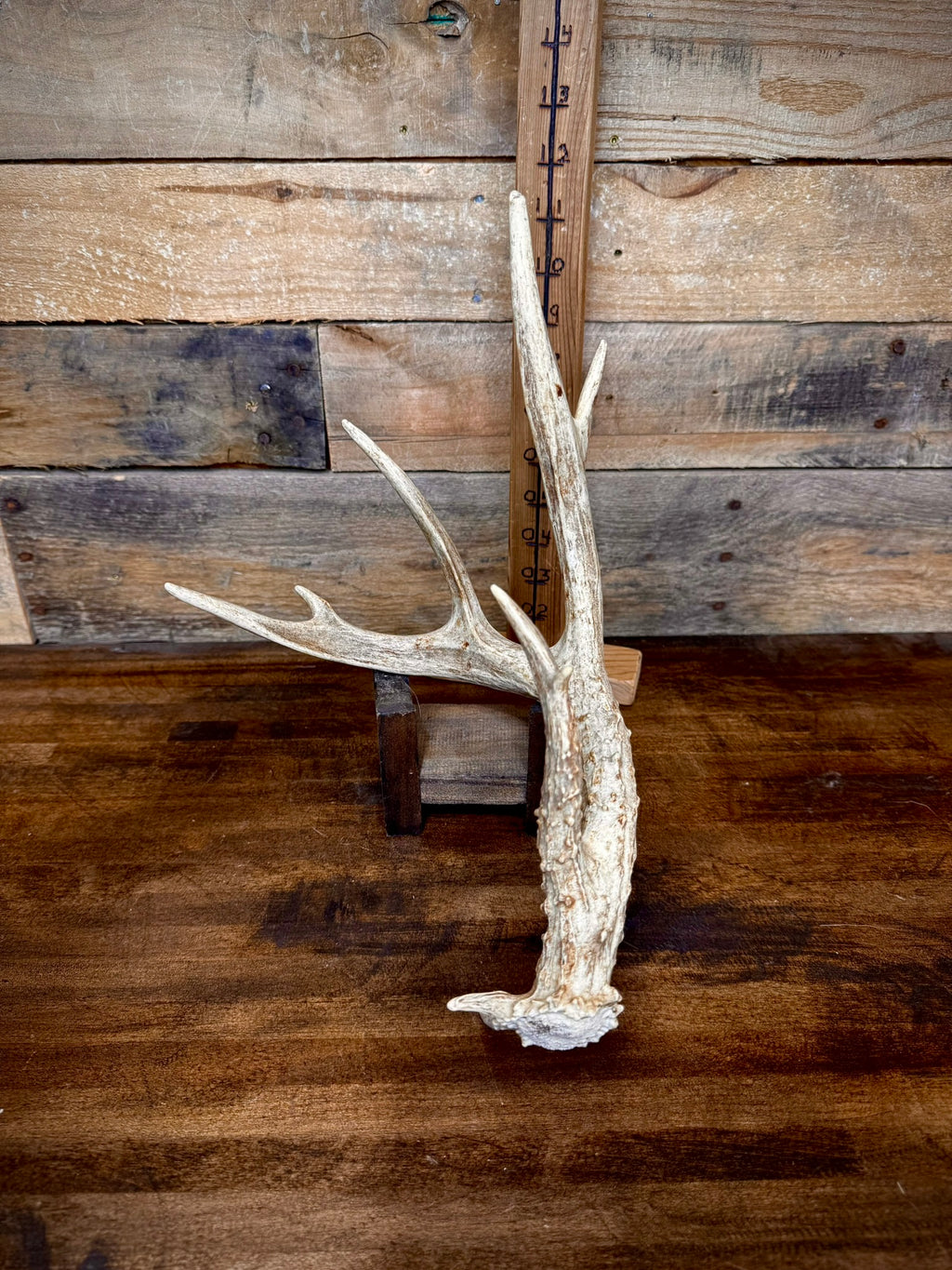 4 Super Unique, Medium-Size Whitetail Sheds With Rare Kickers at the Burr