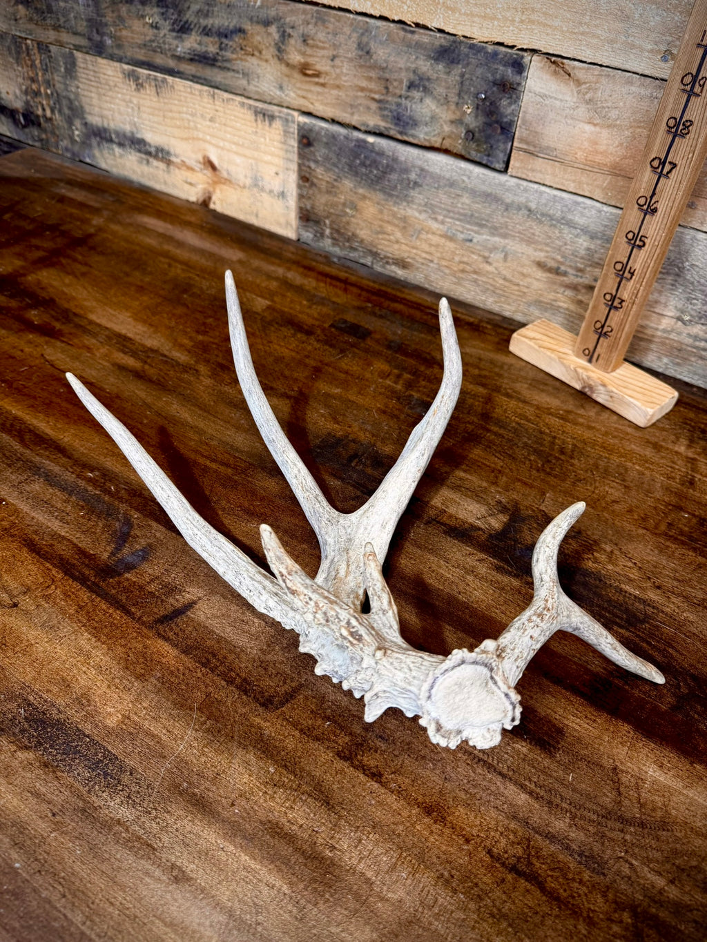 4 Super Unique, Medium-Size Whitetail Sheds With Rare Kickers at the Burr