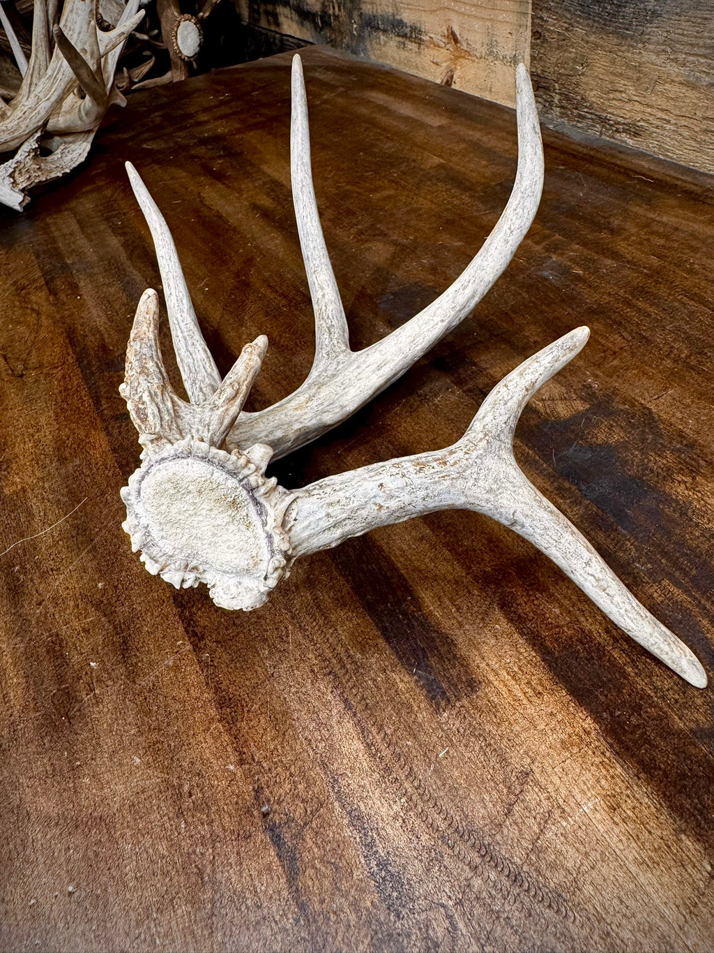 4 Super Unique, Medium-Size Whitetail Sheds With Rare Kickers at the Burr