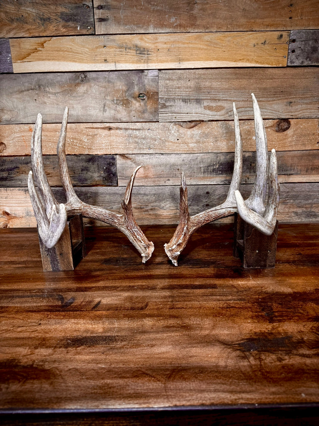 Beautiful 156" Matching Pair of Whitetail Sheds - Very Symmetrical