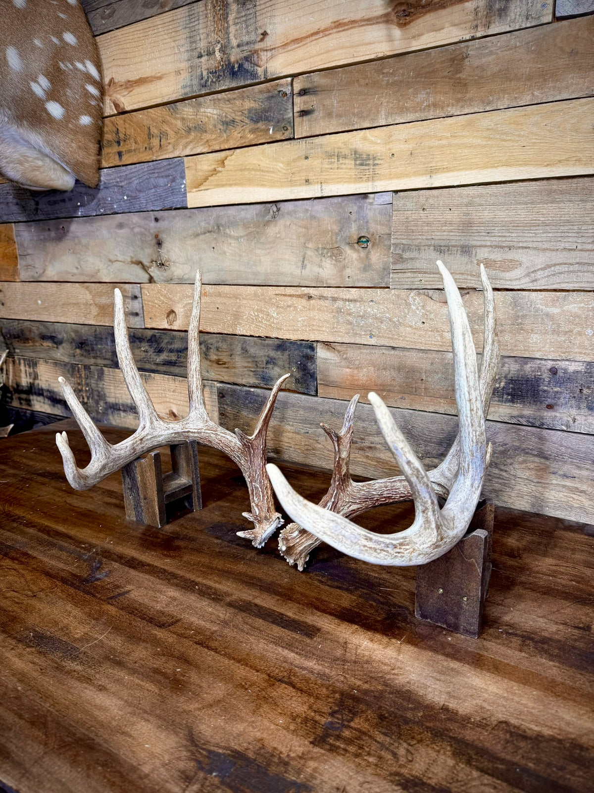 Beautiful 156" Matching Pair of Whitetail Sheds - Very Symmetrical