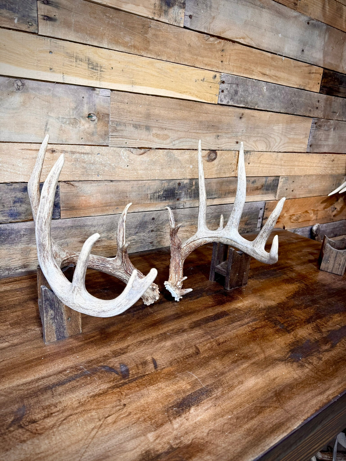 Beautiful 156" Matching Pair of Whitetail Sheds - Very Symmetrical