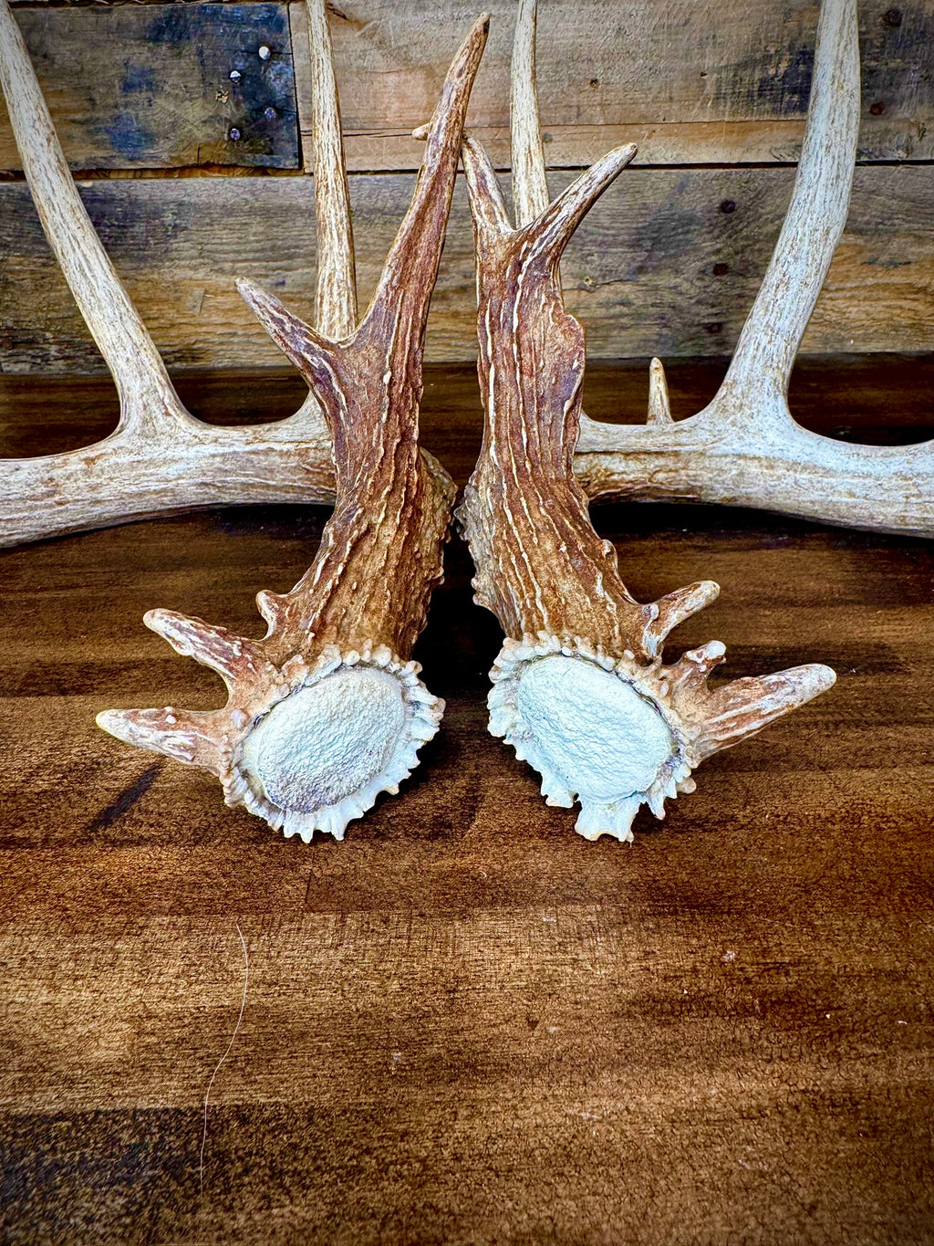 Beautiful 156" Matching Pair of Whitetail Sheds - Very Symmetrical