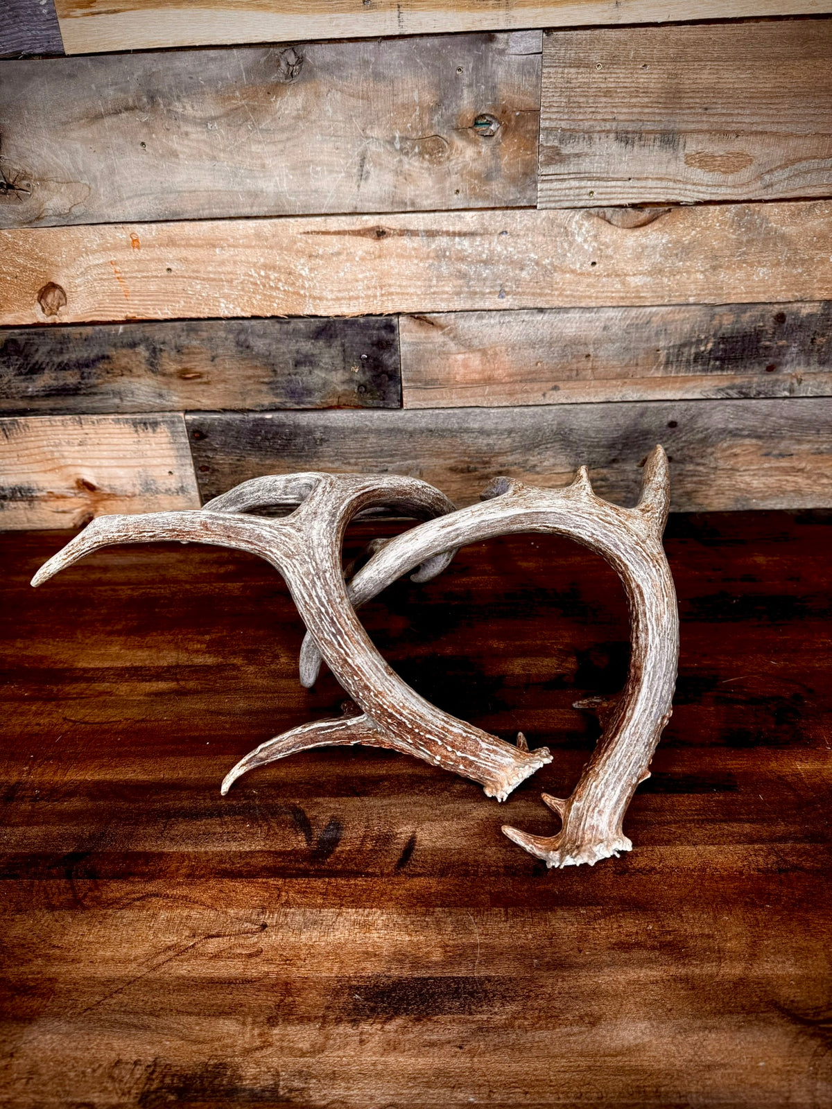 Beautiful 156" Matching Pair of Whitetail Sheds - Very Symmetrical