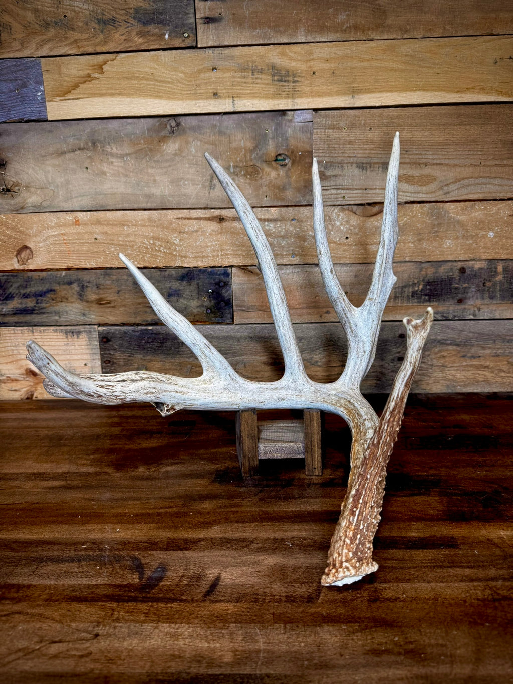 Unique 85" Trophy Whitetail Shed With a Deformed Droptine