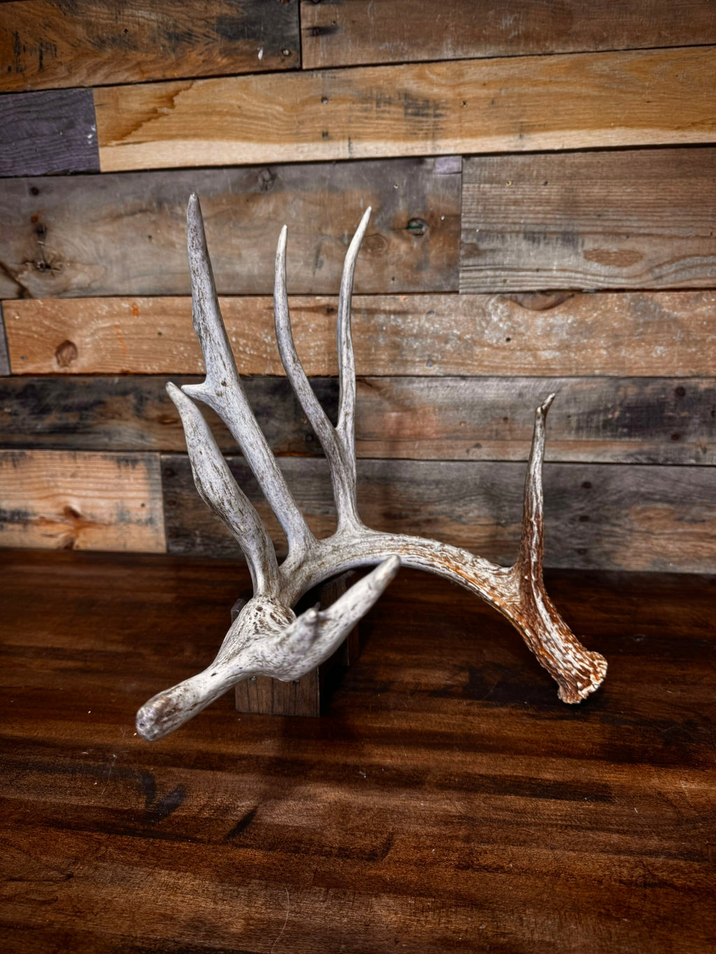 Unique 85" Trophy Whitetail Shed With a Deformed Droptine