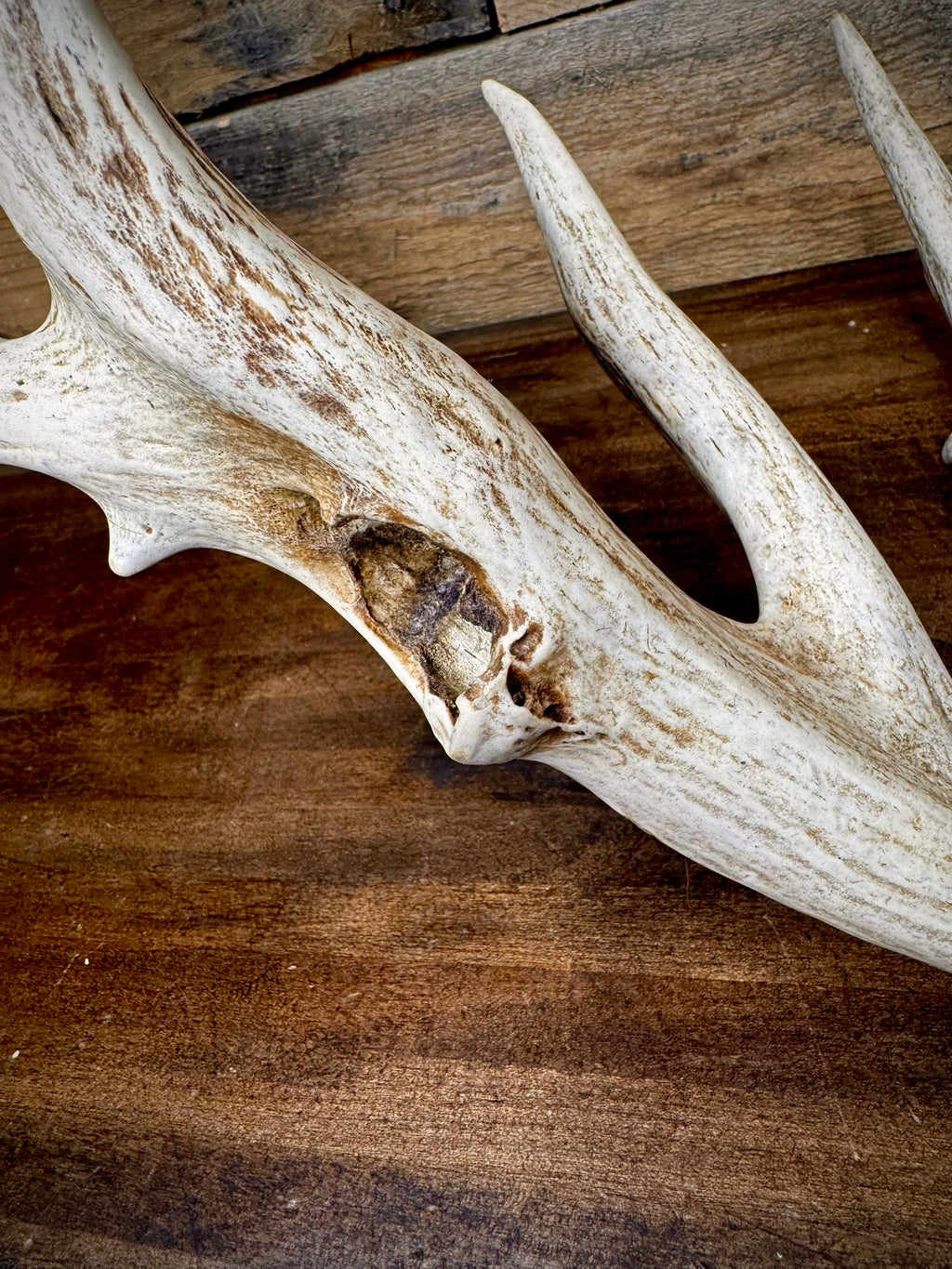 Unique 85" Trophy Whitetail Shed With a Deformed Droptine
