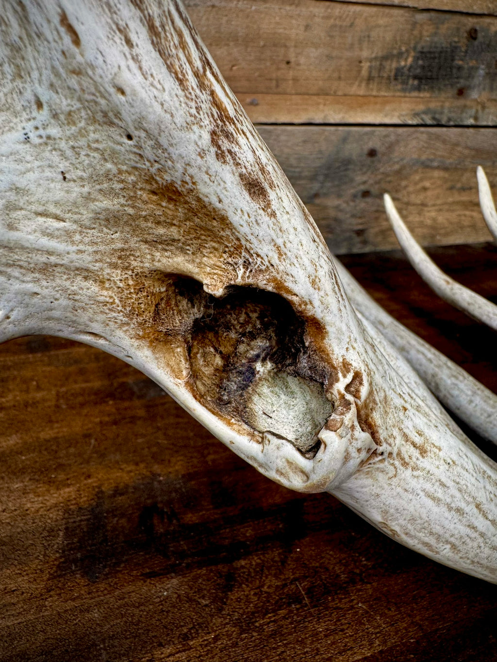 Unique 85" Trophy Whitetail Shed With a Deformed Droptine