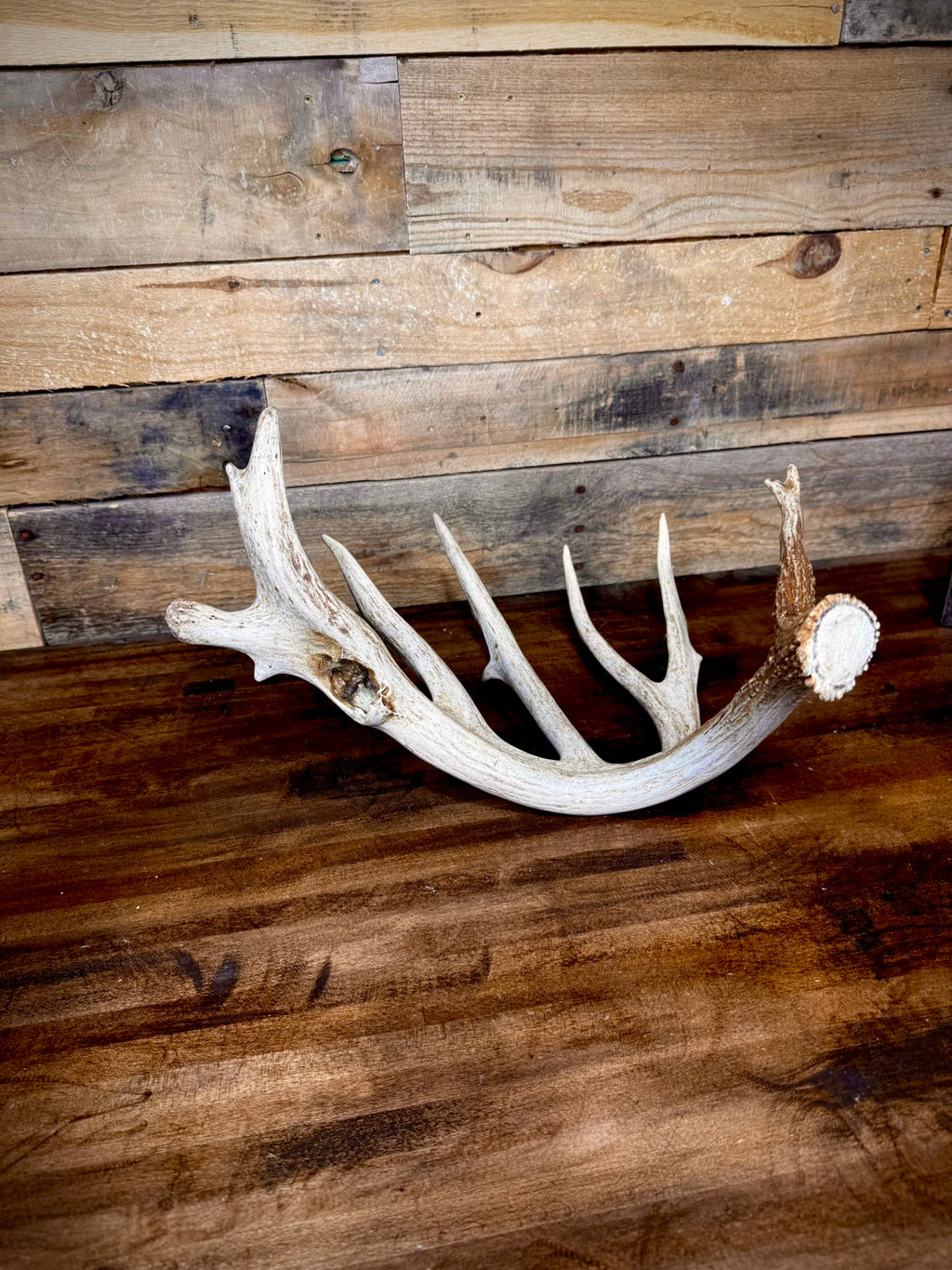 Unique 85" Trophy Whitetail Shed With a Deformed Droptine