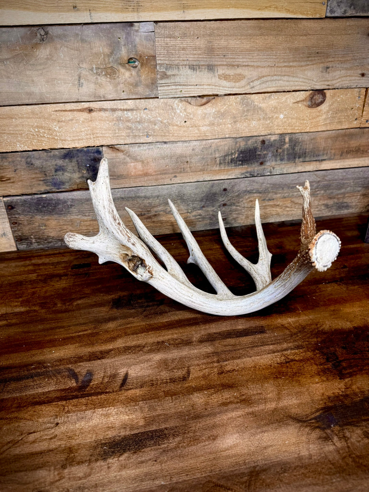 Unique 85" Trophy Whitetail Shed With a Deformed Droptine