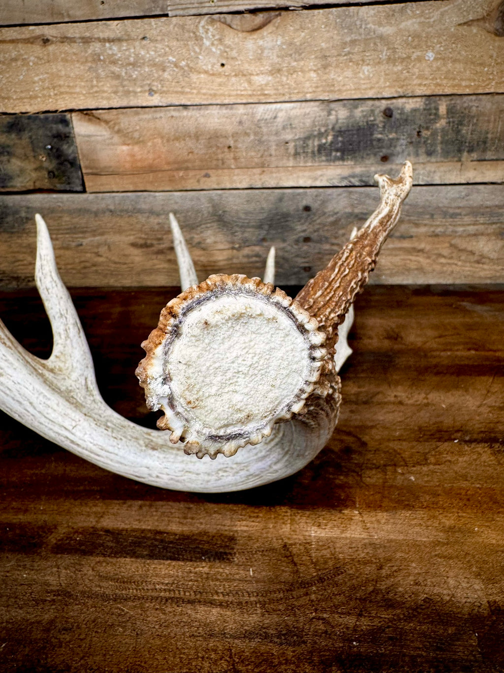 Unique 85" Trophy Whitetail Shed With a Deformed Droptine