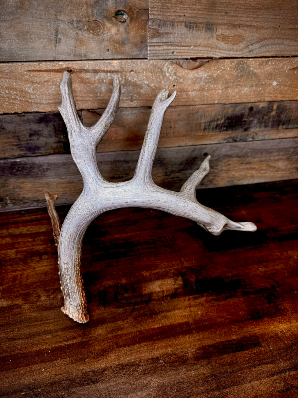 Unique 85" Trophy Whitetail Shed With a Deformed Droptine
