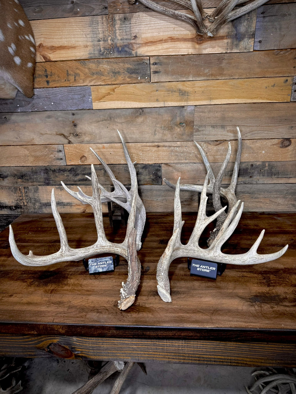 XXL Trophy 70–80" Whitetail Deer Antler Sheds – B Grade – Choose Quantity